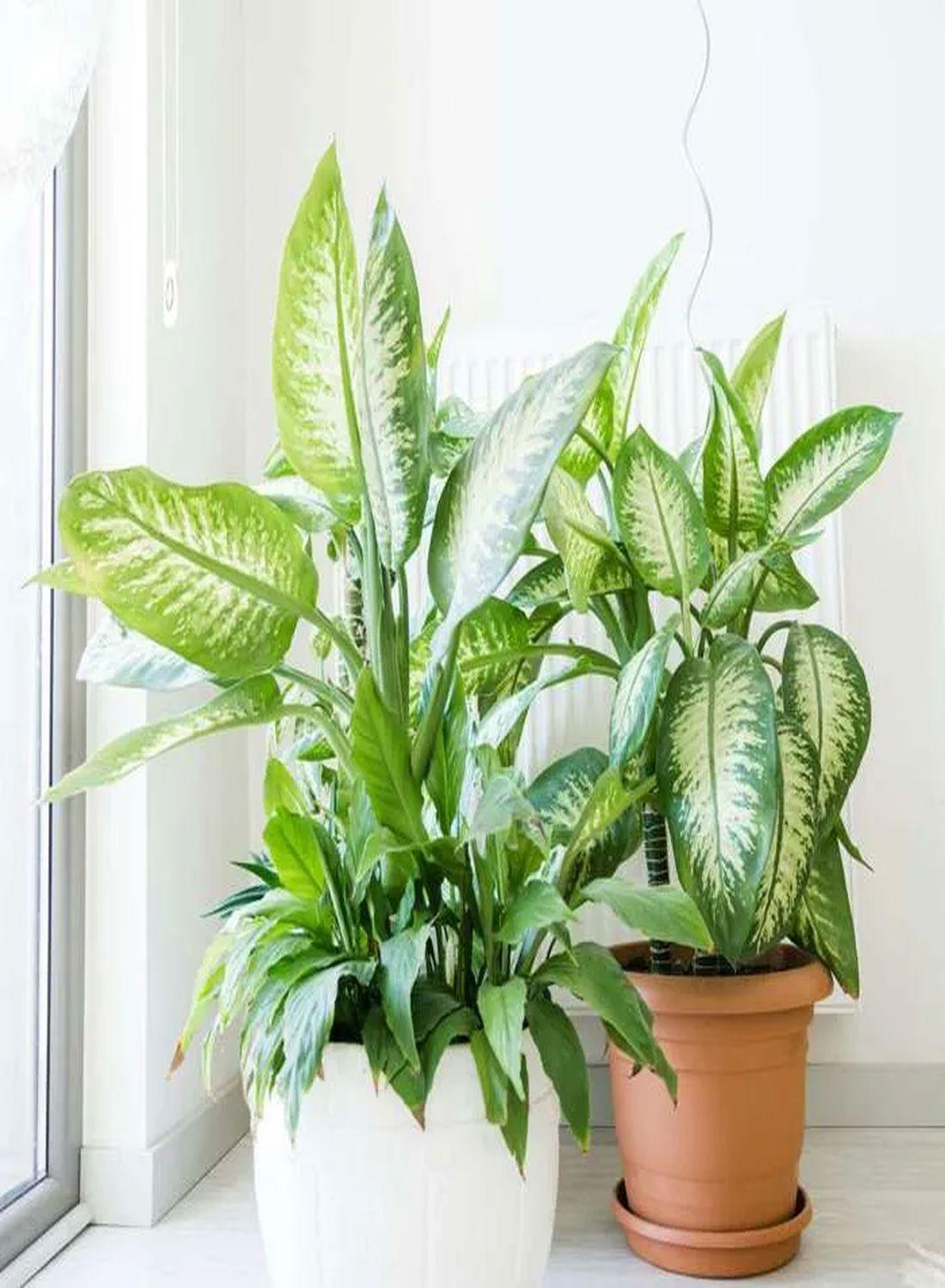 Tropik Karın İhtişamı: Difenbahya Large (Ağlayan Çiçek - Dieffenbachia Tropik Snow) 80-90 cm