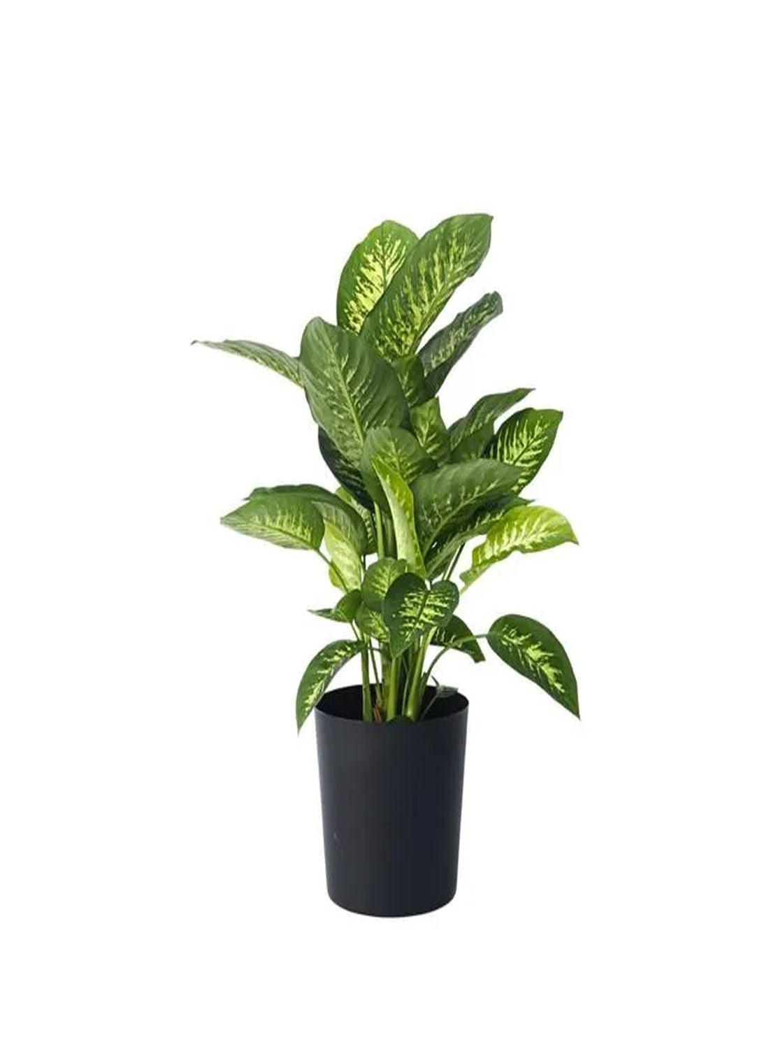 Tropik Karın İhtişamı: Difenbahya Large (Ağlayan Çiçek - Dieffenbachia Tropik Snow) 80-90 cm