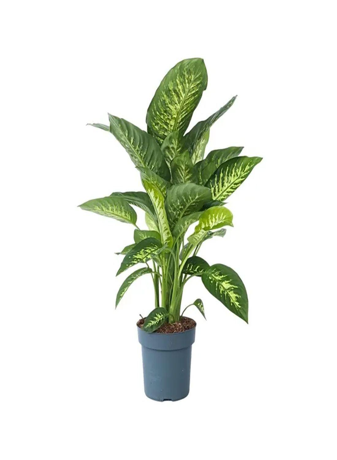 Tropik Karın İhtişamı: Difenbahya Large (Ağlayan Çiçek - Dieffenbachia Tropik Snow) 80-90 cm