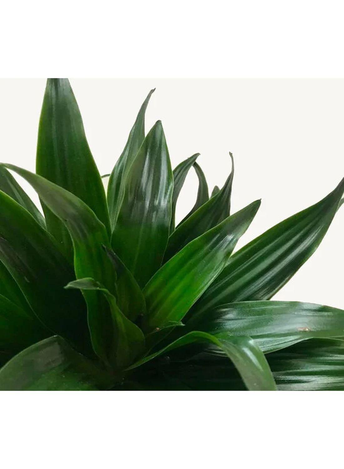 2 Gövdeli Dracaena Compacta - 80-90 cm (Dracena Fragrans Compacta)
