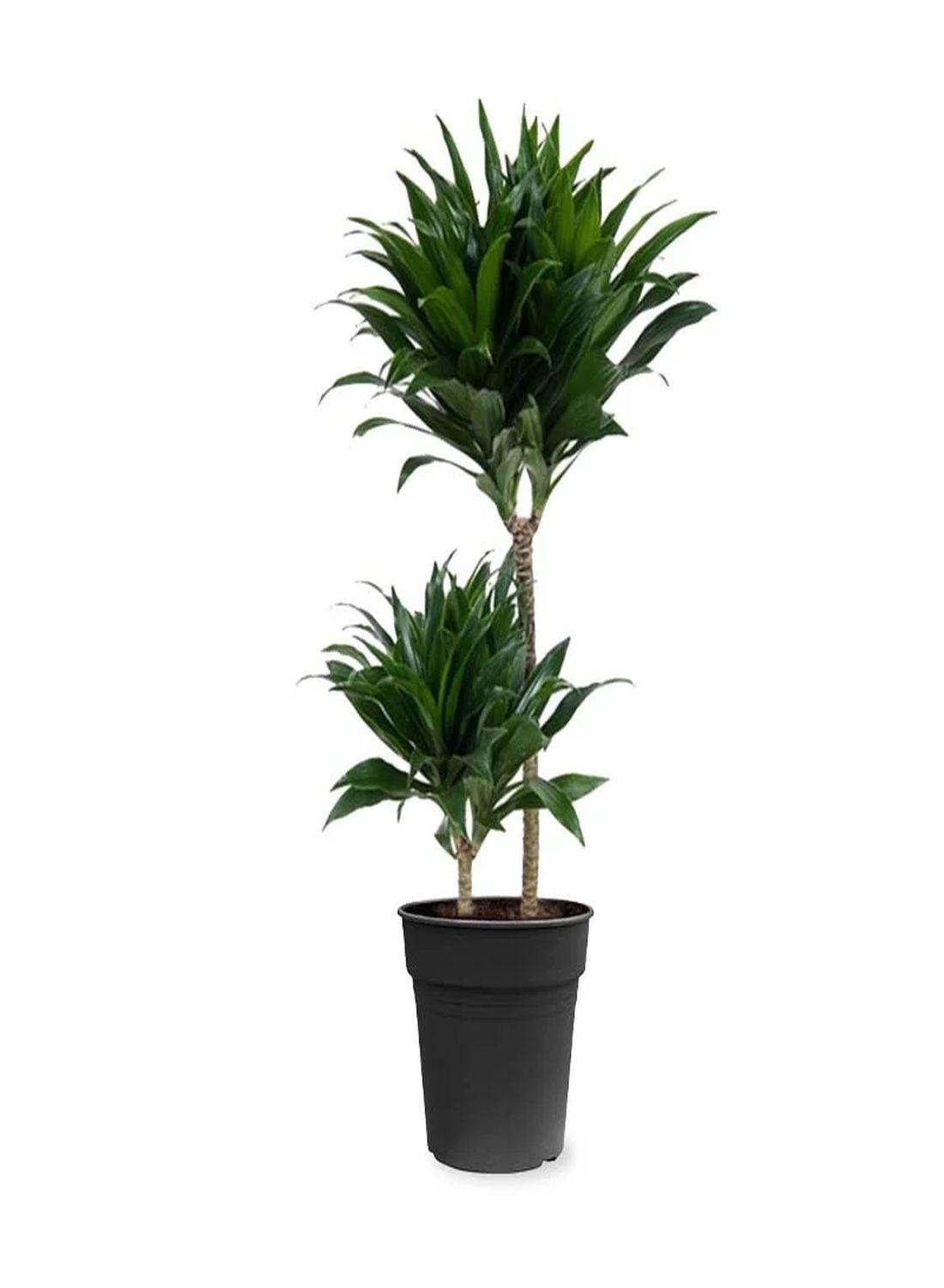 2 Gövdeli Dracaena Compacta - 80-90 cm (Dracena Fragrans Compacta)
