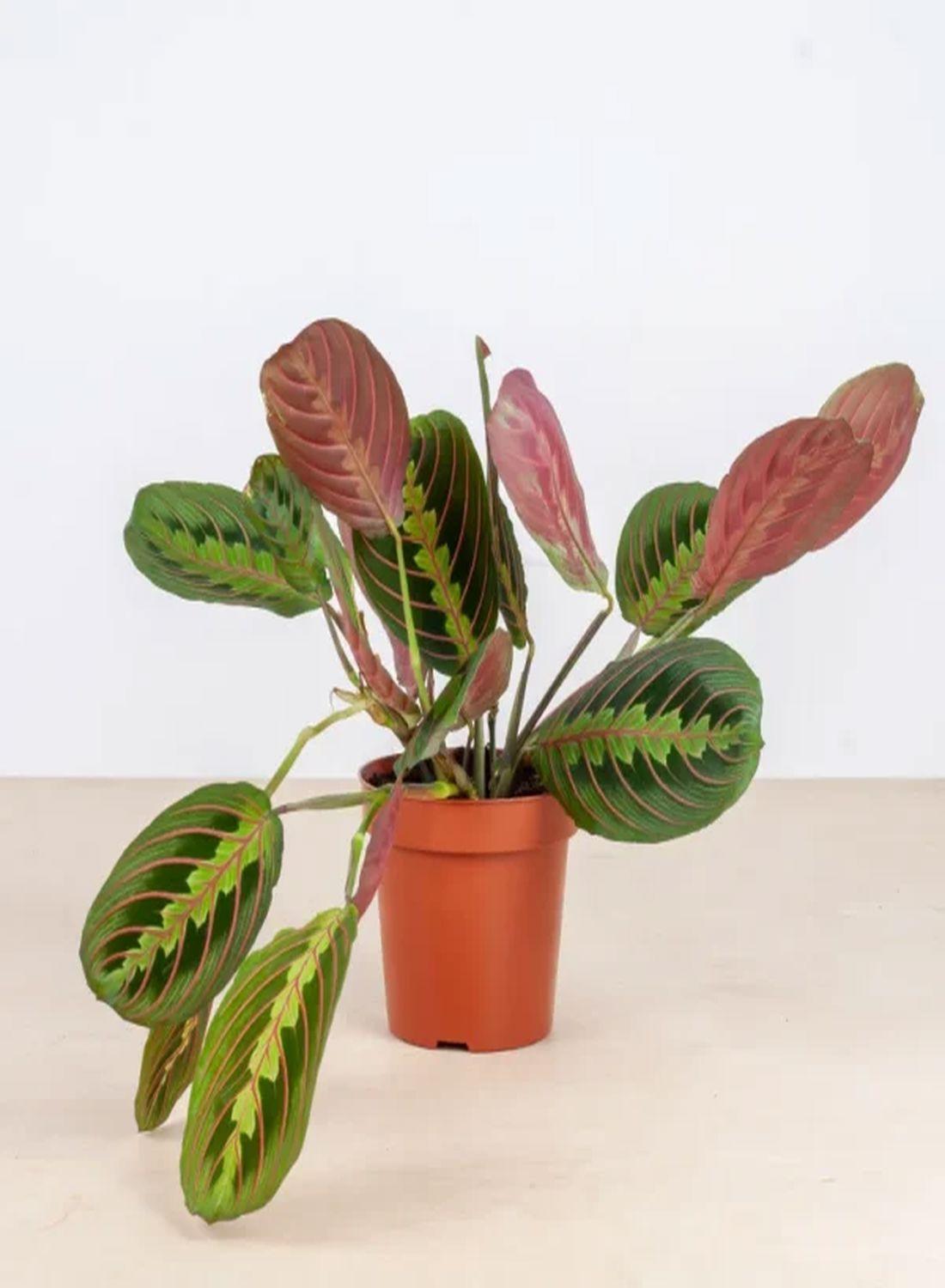 Doğanın Sanat Eseri: Dua Çiçeği (Kalatya Maranta - Calathea Marantha) 15-25 cm