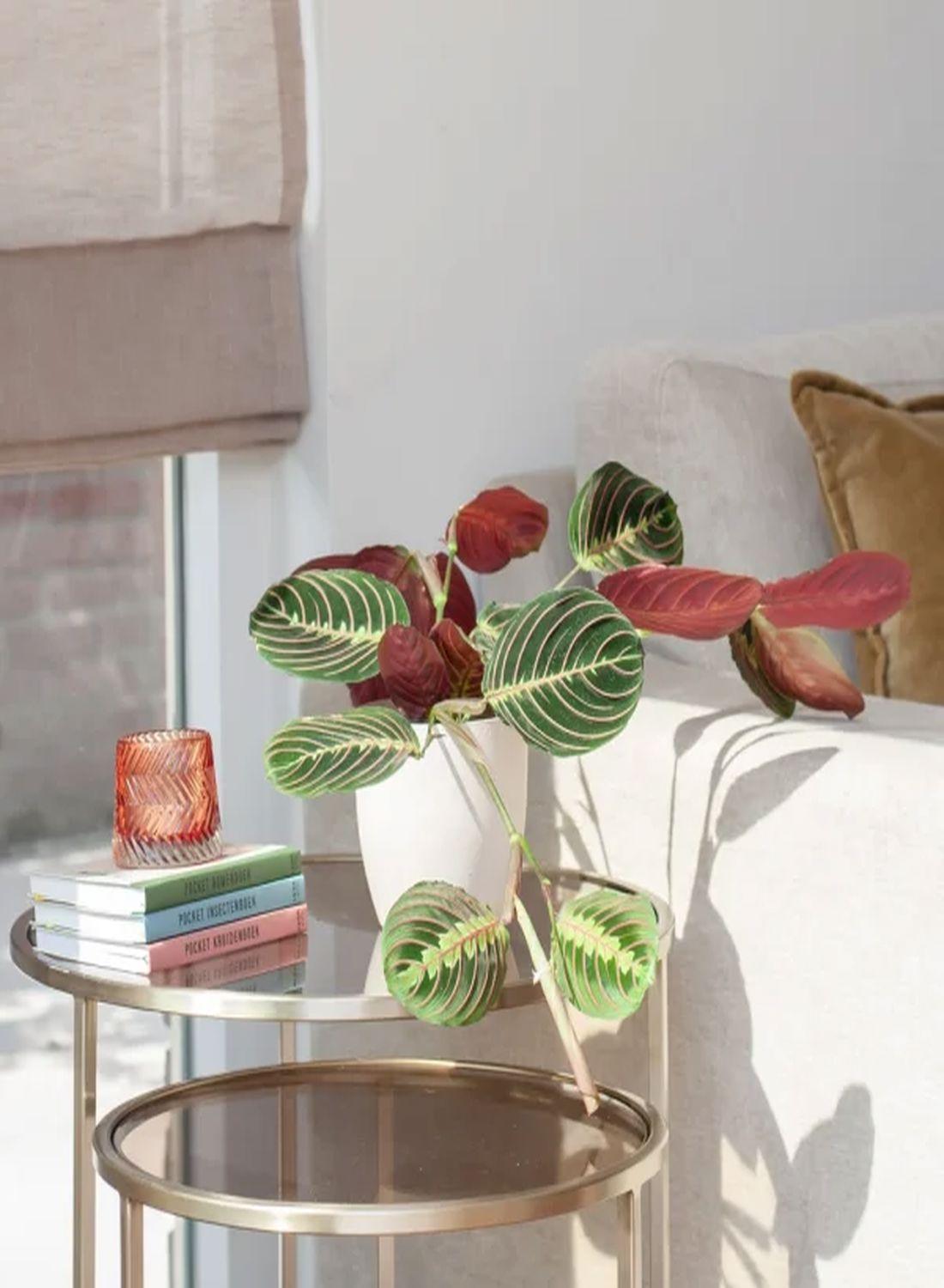 Doğanın Sanat Eseri: Dua Çiçeği (Kalatya Maranta - Calathea Marantha) 15-25 cm
