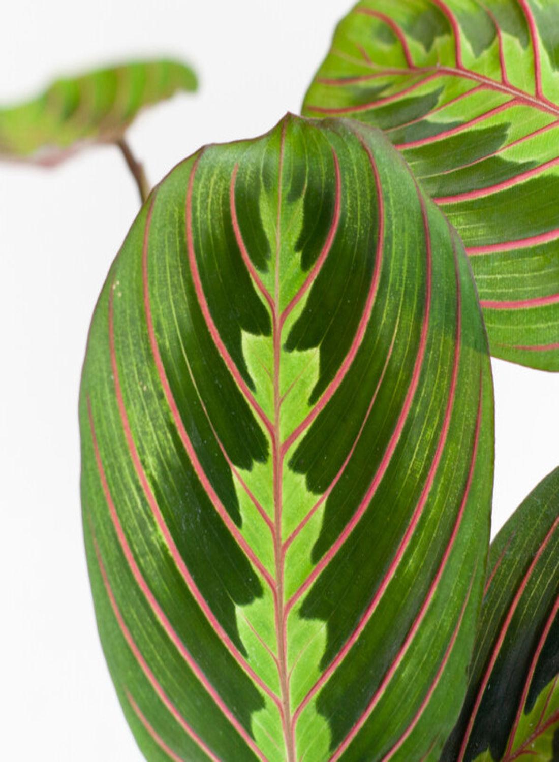 Doğanın Sanat Eseri: Dua Çiçeği (Kalatya Maranta - Calathea Marantha) 15-25 cm