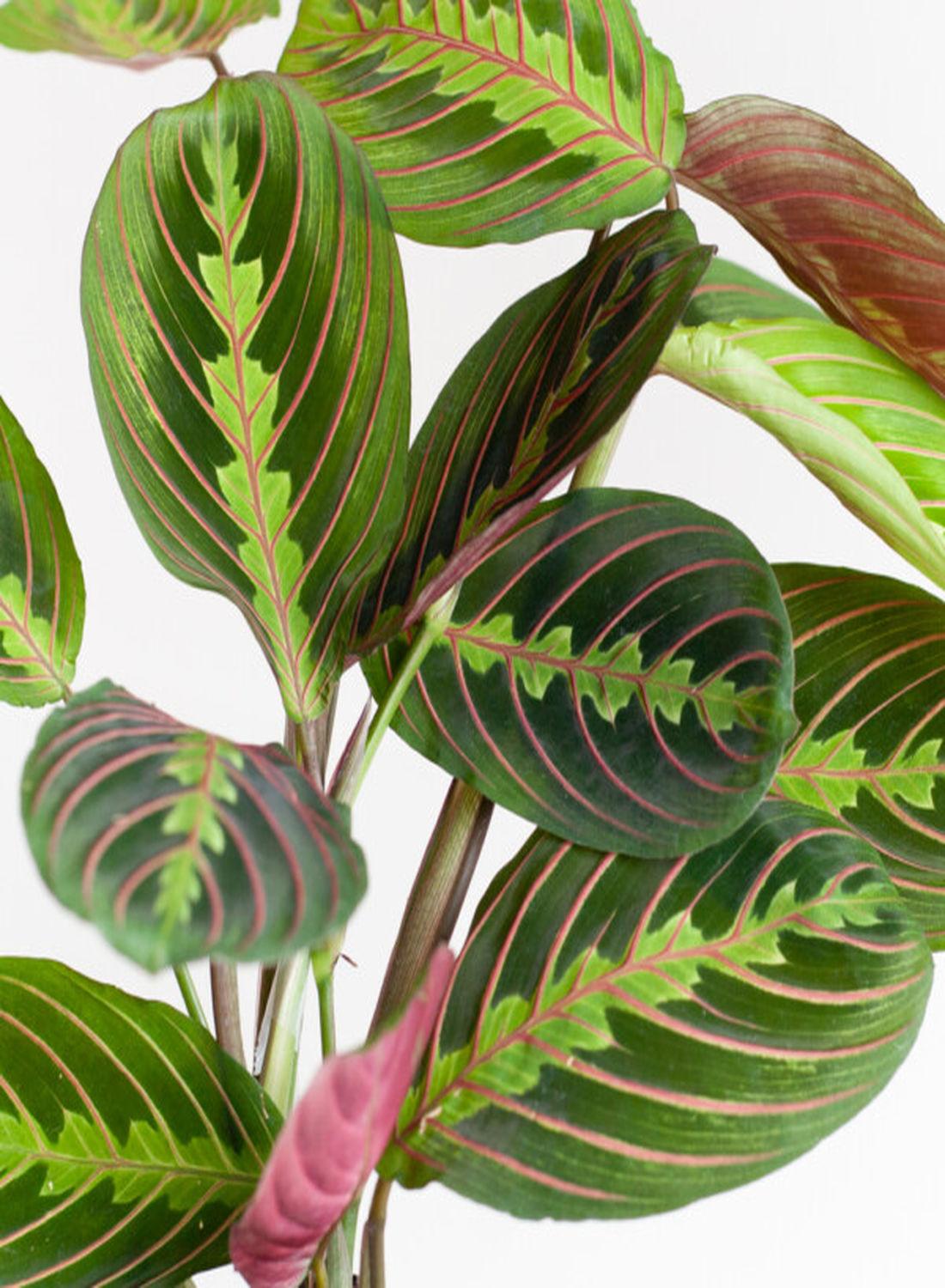 Doğanın Sanat Eseri: Dua Çiçeği (Kalatya Maranta - Calathea Marantha) 15-25 cm