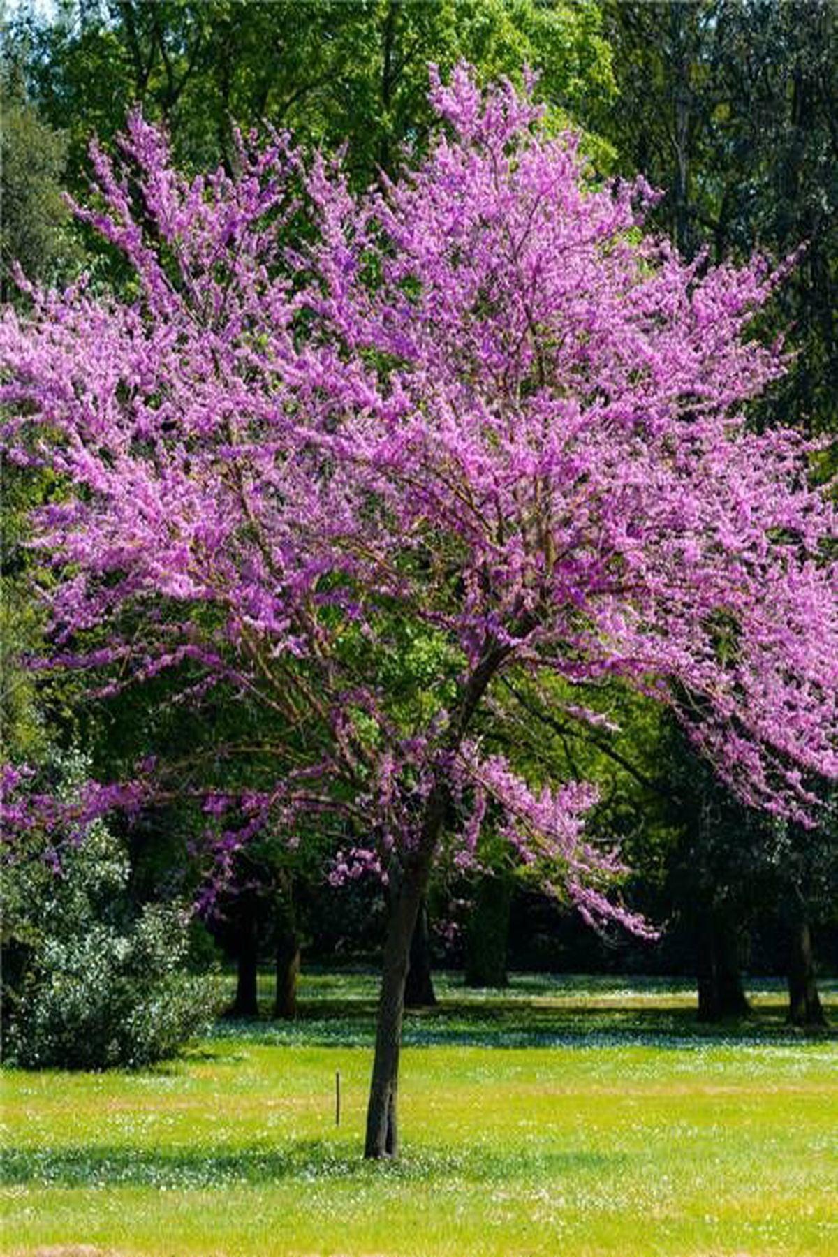 3 Adet Erguvan Fidanı Cercis siliquastrum 30 50 cm Saksılı