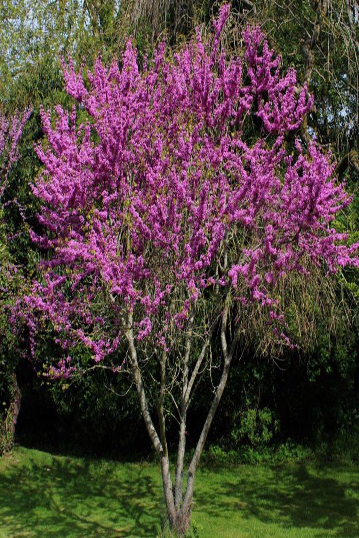 3 Adet Erguvan Fidanı Cercis siliquastrum 30 50 cm Saksılı