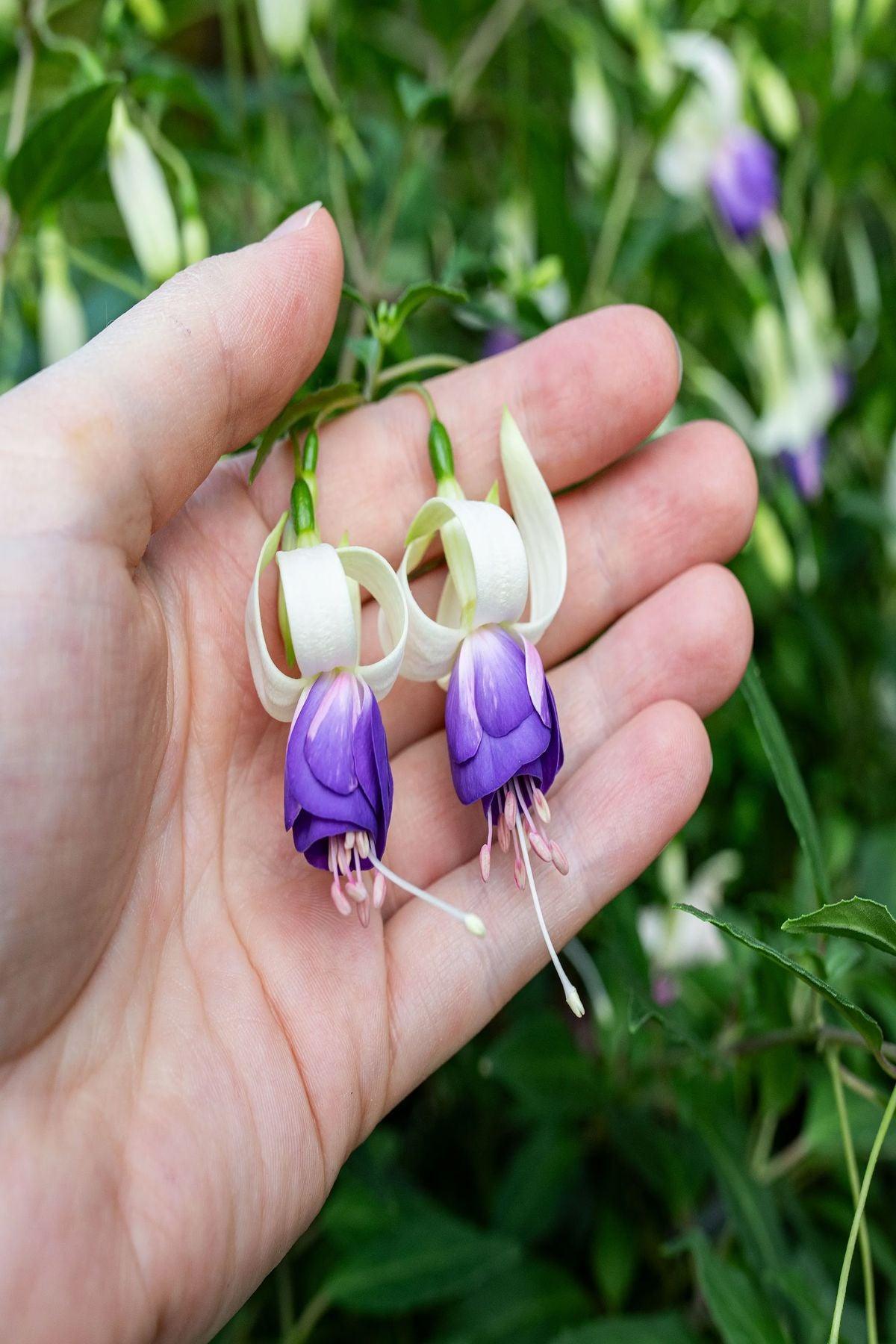 10 Adet "Mavi Çiçekli Küpe Çiçeği Fidesi - Fuchsia Delta's Sarah - Mini Saksı 5-10 cm"