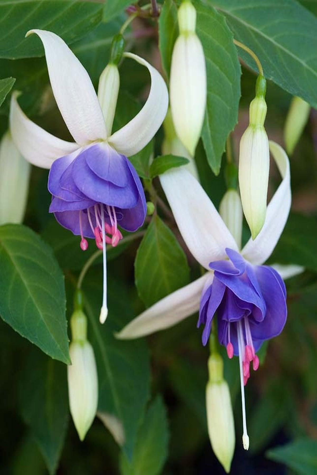 10 Adet "Mavi Çiçekli Küpe Çiçeği Fidesi - Fuchsia Delta's Sarah - Mini Saksı 5-10 cm"