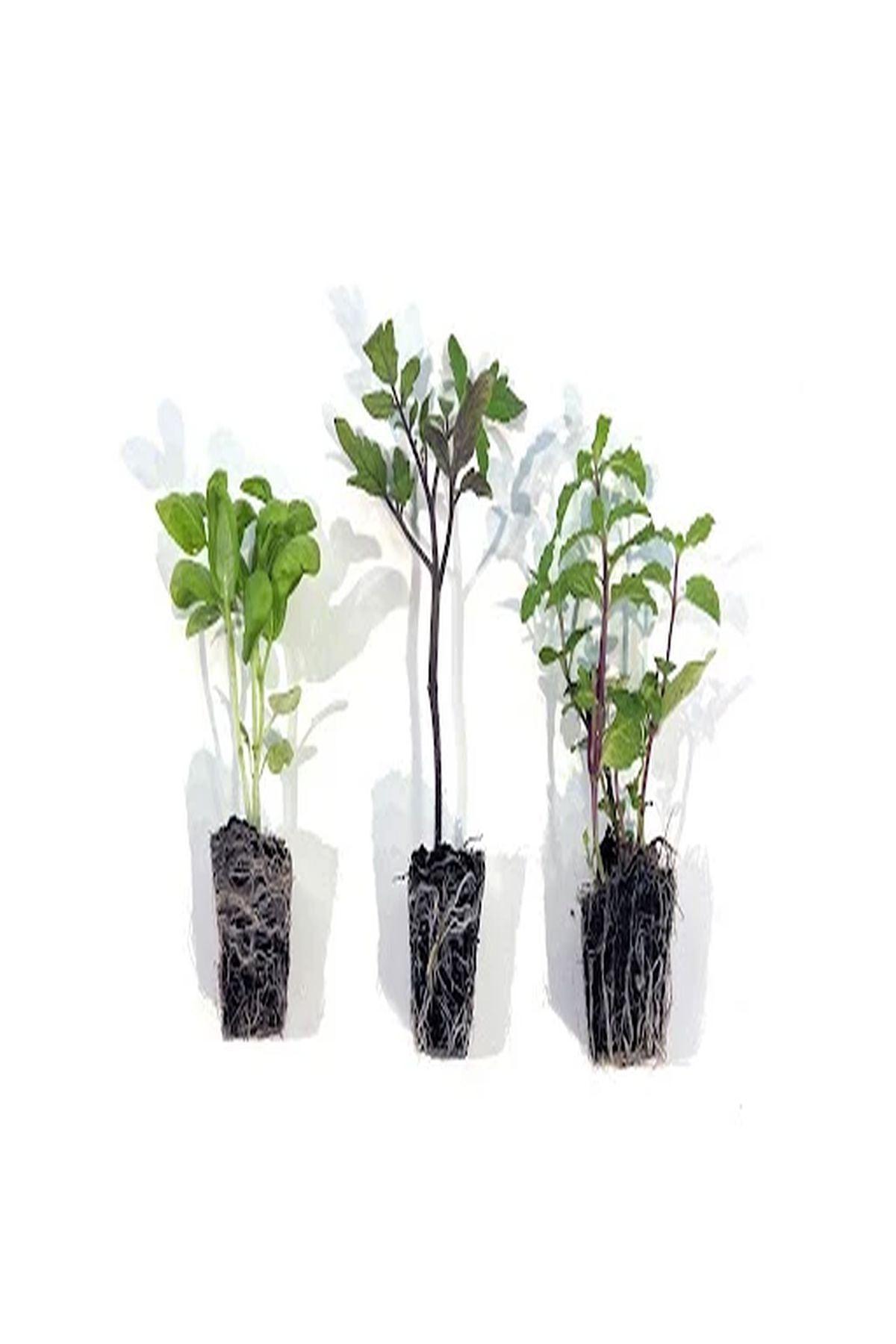 10 Adet Marbeller Orange King Küpeli Çiçeği Fidesi - Katmerli Çiçekli - Mini Saksı 5-10 cm