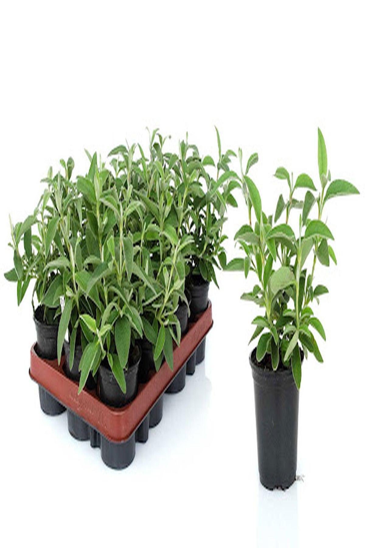 10 Adet Küpeli Çiçeği Fidesi - Fuchsia Matt Busby (İri Katmerli Çiçekli) - Mini Saksı 5-10 cm