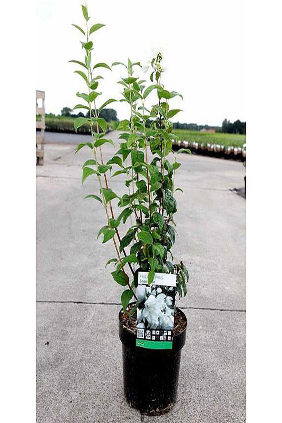 3 Adet Philadelphus coronarius Fidanı 40-60cm – ModaBotanik’te!