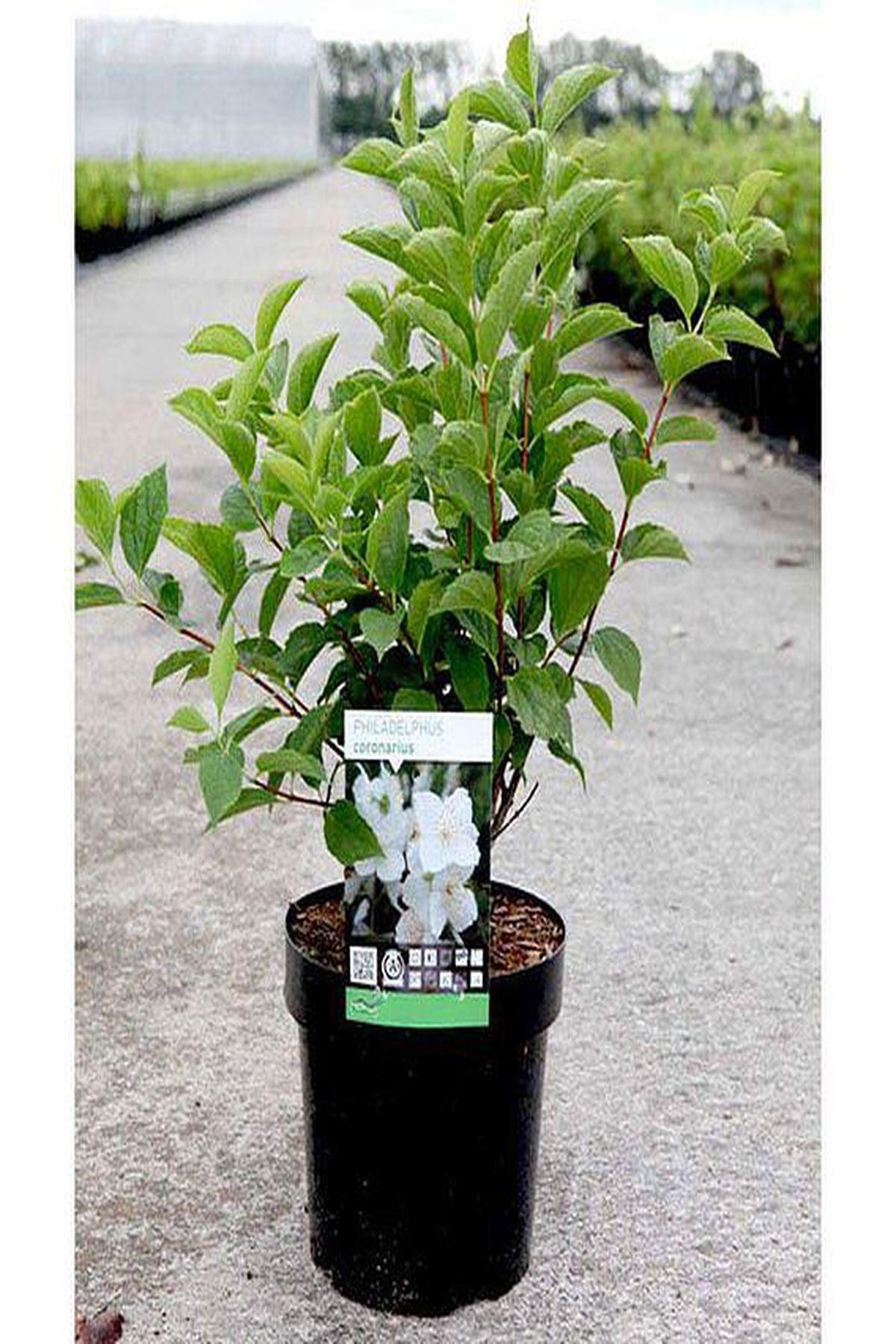 3 Adet Philadelphus coronarius Fidanı 40-60cm – ModaBotanik’te!