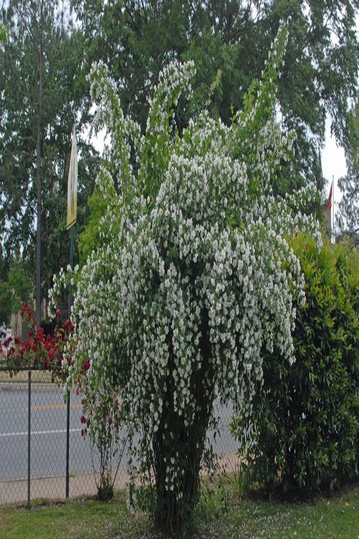 3 Adet Philadelphus coronarius Fidanı 40-60cm – ModaBotanik’te!