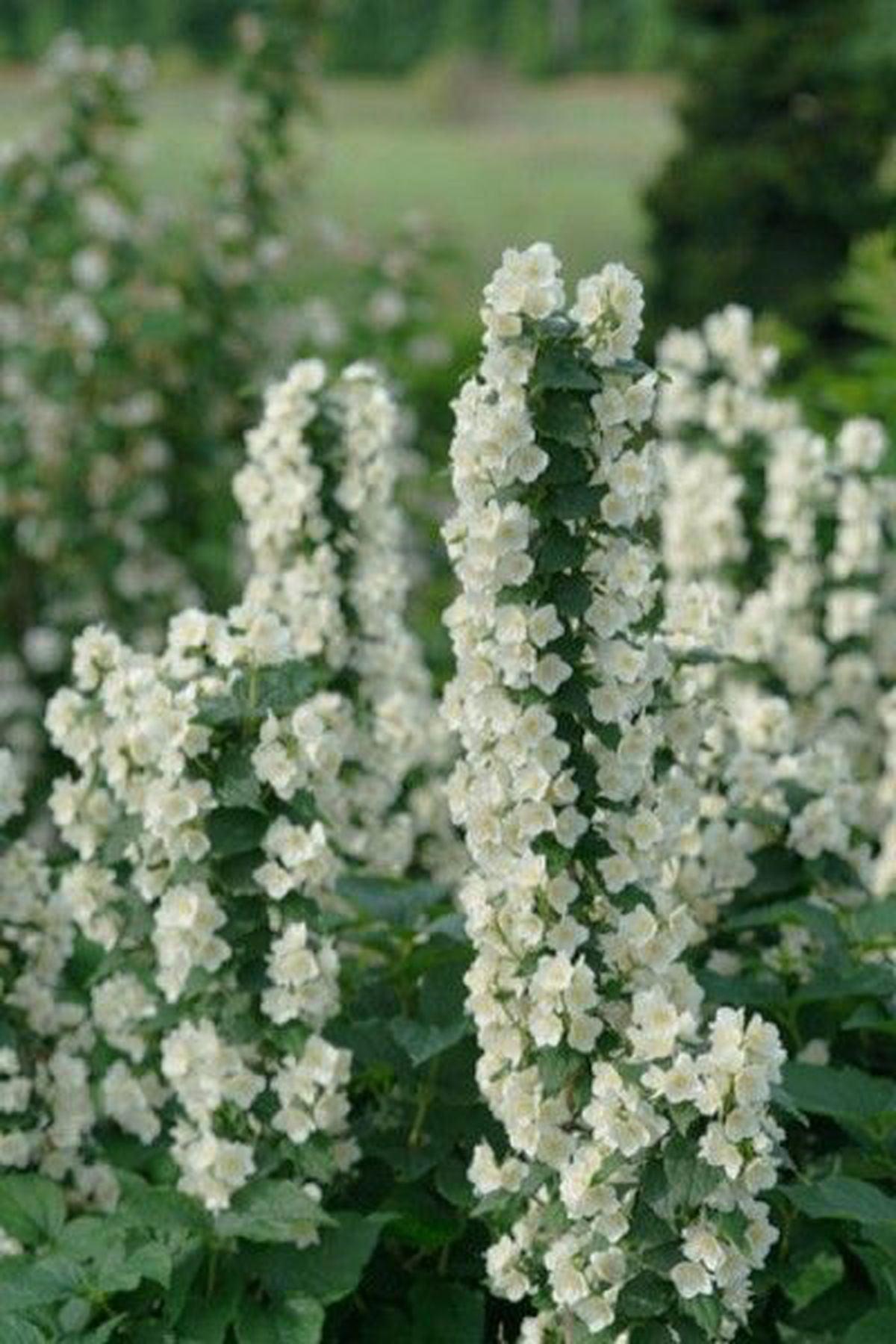 3 Adet Philadelphus coronarius Fidanı 40-60cm – ModaBotanik’te!