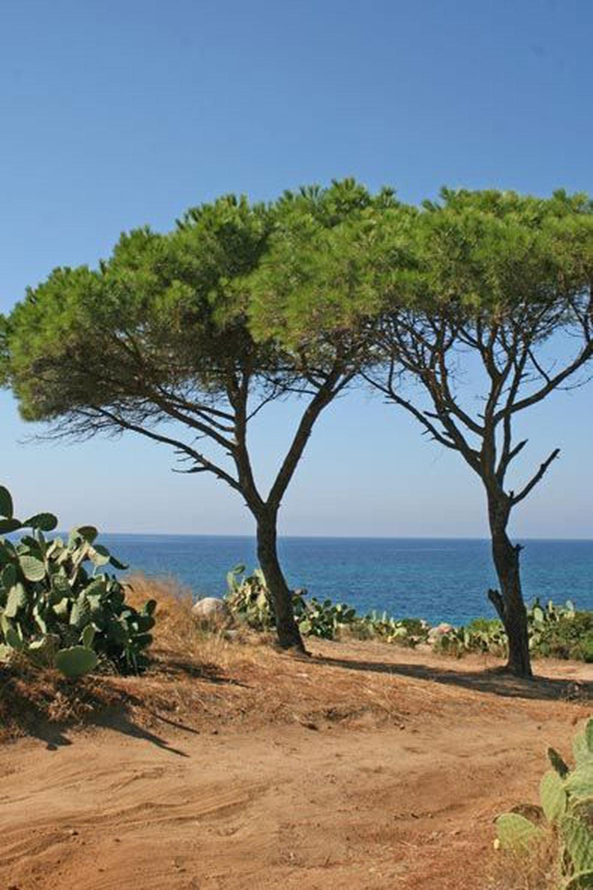 3 Adet Pinus Pinea (Fıstık Çamı) Fidanı 40-60 cm - Bahçenize Lezzet ve Güzellik Katın