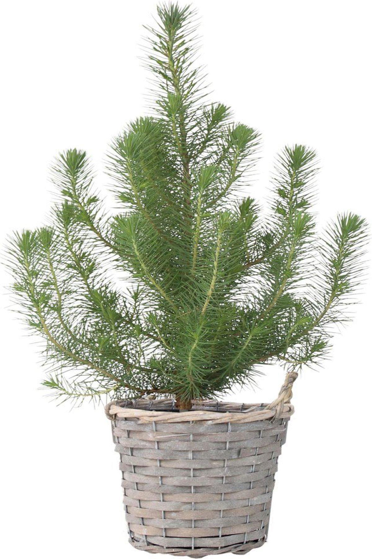 3 Adet Pinus Pinea (Fıstık Çamı) Fidanı 40-60 cm - Bahçenize Lezzet ve Güzellik Katın