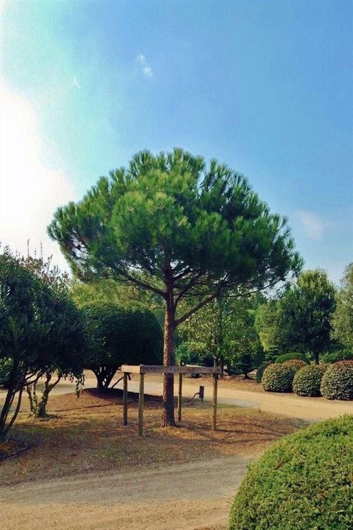 3 Adet Pinus Pinea (Fıstık Çamı) Fidanı 40-60 cm - Bahçenize Lezzet ve Güzellik Katın