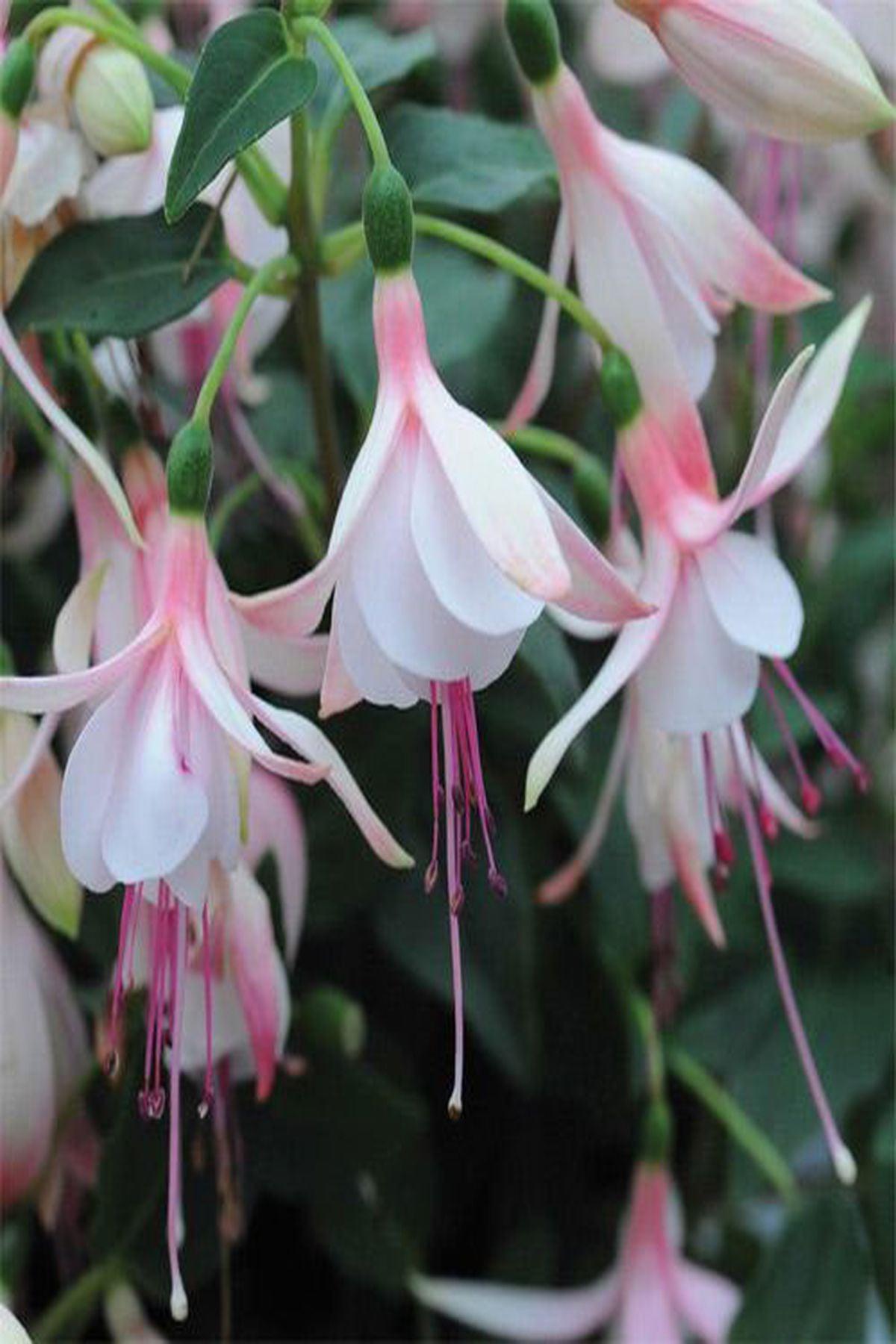 10 Adet Küpe Çiçeği Fidesi (Erkenci Beyaz Fuchsia)(mini saksı-5-10cm) - Bahçenize Zarafet ve İncelik Katın!
