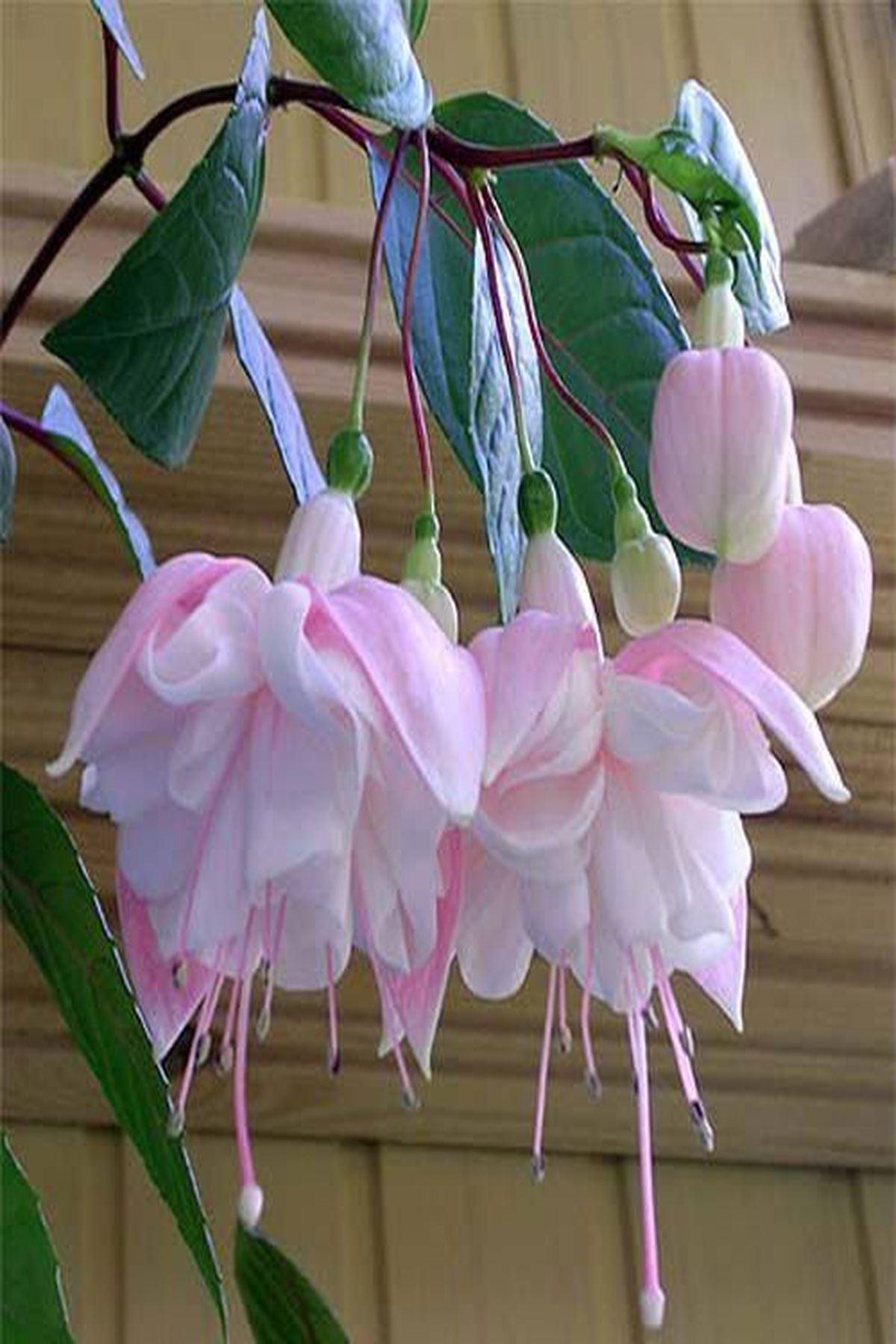 10 Adet Küpe Çiçeği Fidesi (Erkenci Beyaz Fuchsia)(mini saksı-5-10cm) - Bahçenize Zarafet ve İncelik Katın!