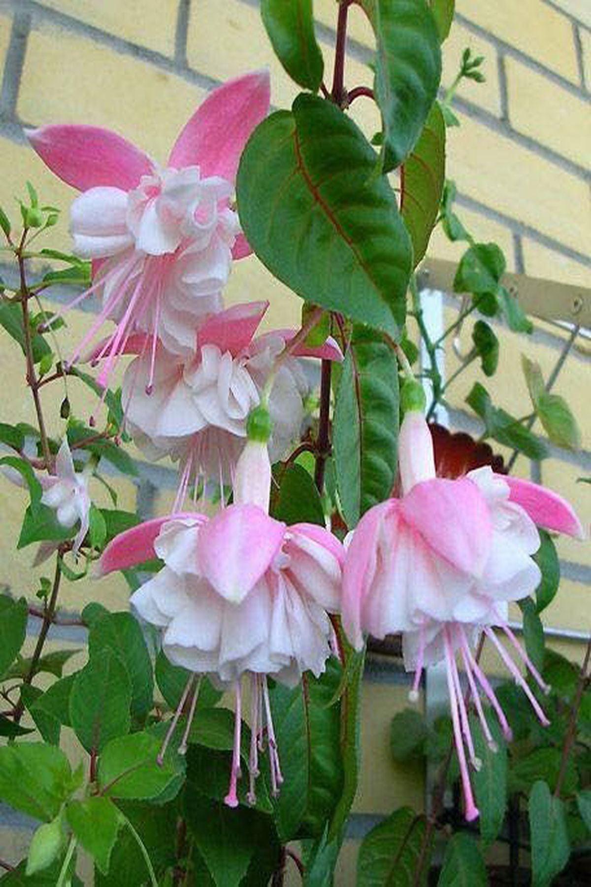 10 Adet Küpe Çiçeği Fidesi (Erkenci Beyaz Fuchsia)(mini saksı-5-10cm) - Bahçenize Zarafet ve İncelik Katın!