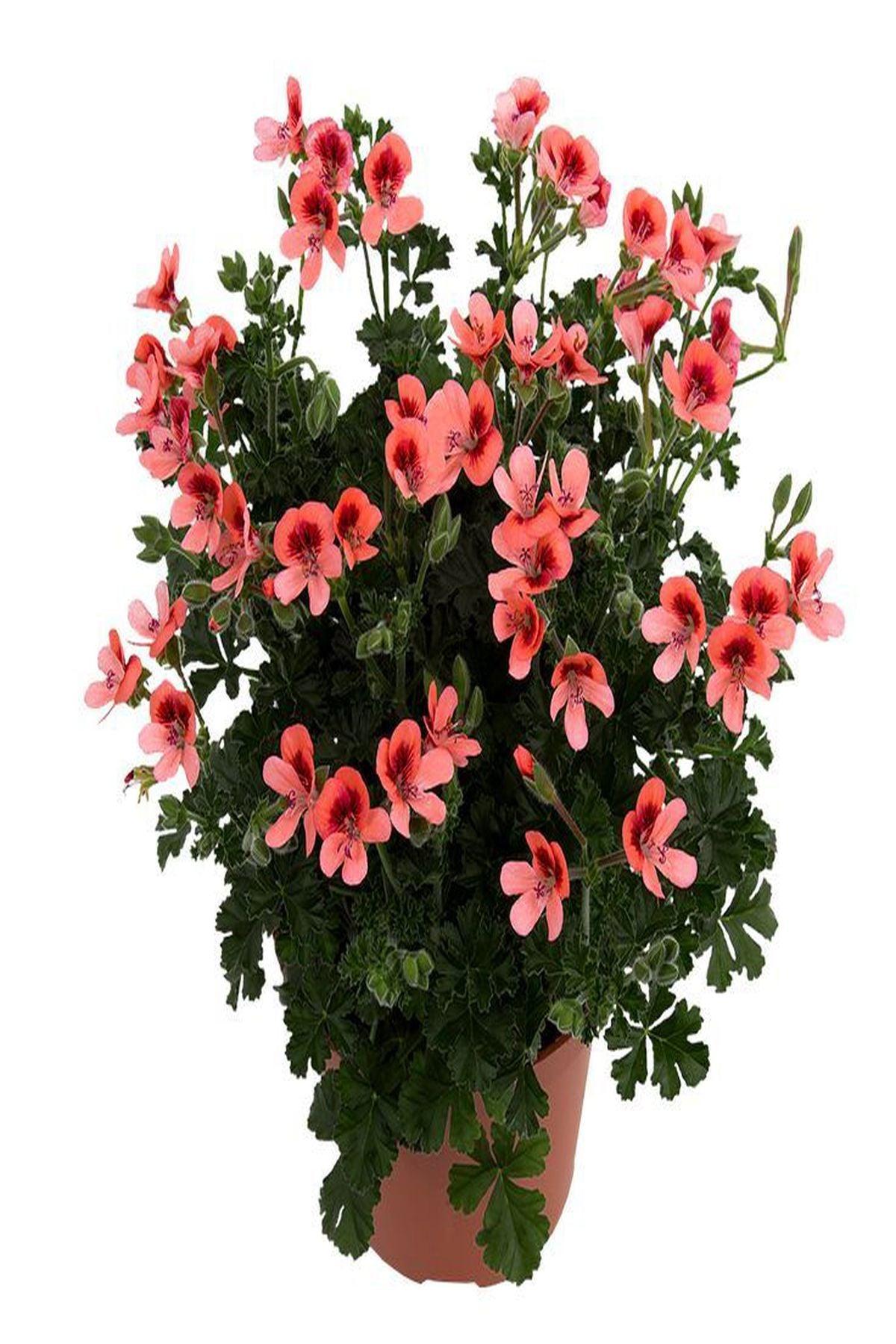 10 Adet Parlak Turuncu Canan Sardunya Fidesi (mini saksıda-5-10 cm) - Bahçenize Canlılık ve Renk Katın!
