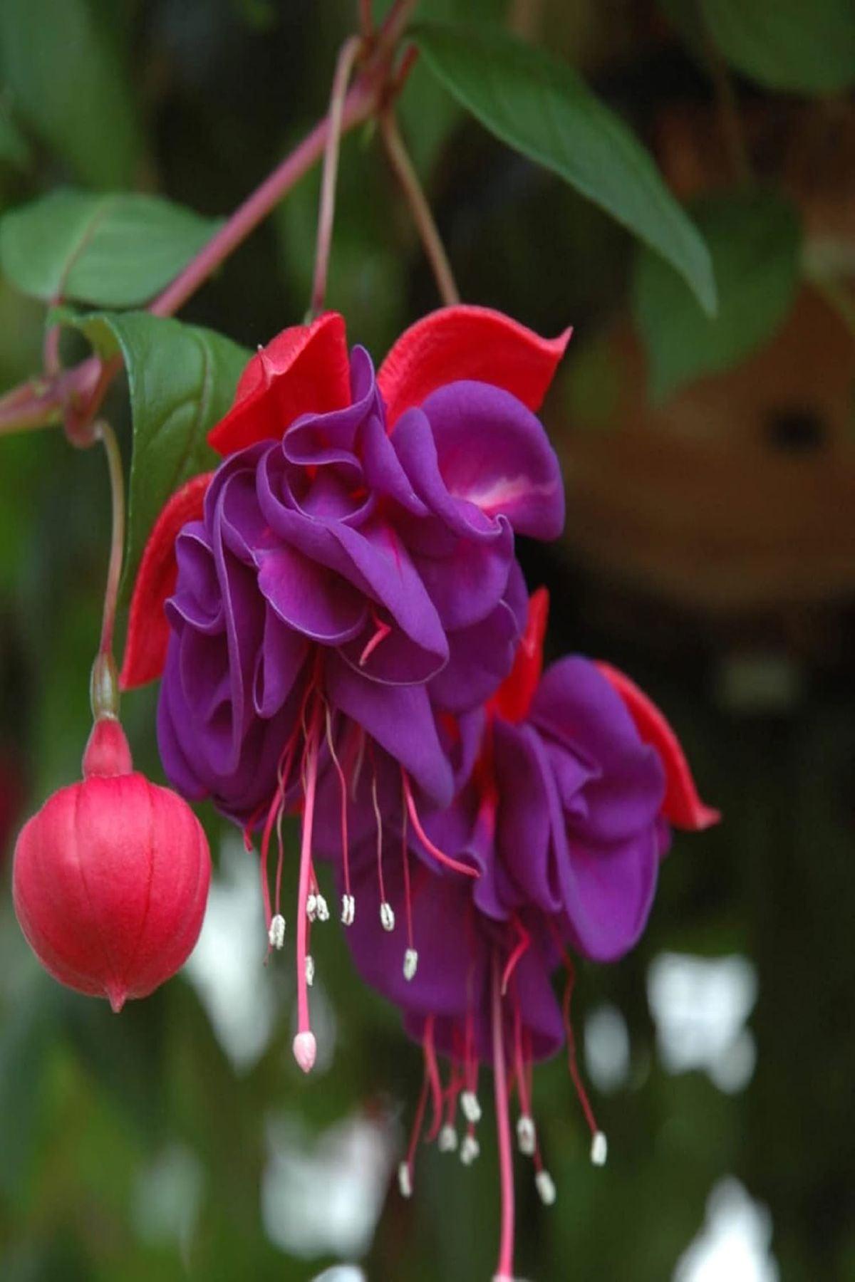 10 Adet Marbeller Purple Rain Küpeli Çiçeği Fidesi - Katlı Çiçekli - Mini Saksı 5-10 cm
