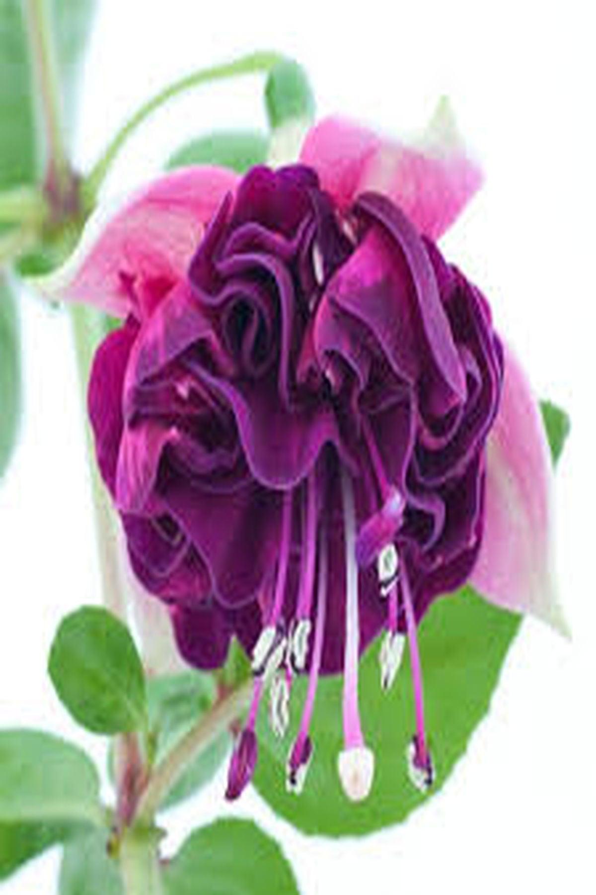 10 Adet Marbeller Purple Rain Küpeli Çiçeği Fidesi - Katlı Çiçekli - Mini Saksı 5-10 cm
