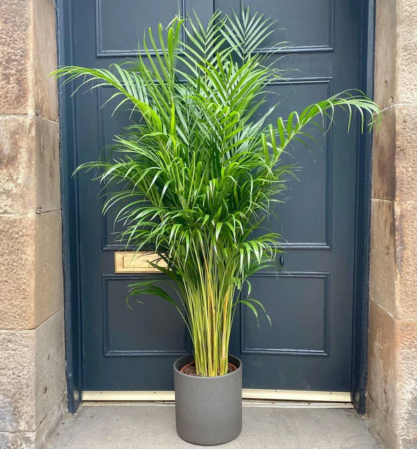 Areka Palmiyesi - Dypsis Lutescens: 150-160 cm XXL Boyutta Çok Sık Köklü Bitki | Hediye ve Dekorasyon İçin