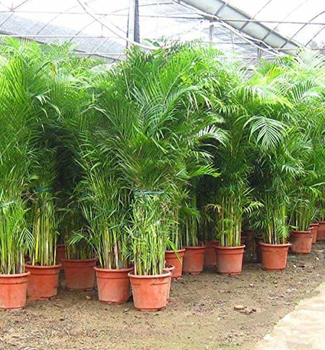 Areka Palmiyesi - Dypsis Lutescens: 150-160 cm XXL Boyutta Çok Sık Köklü Bitki | Hediye ve Dekorasyon İçin