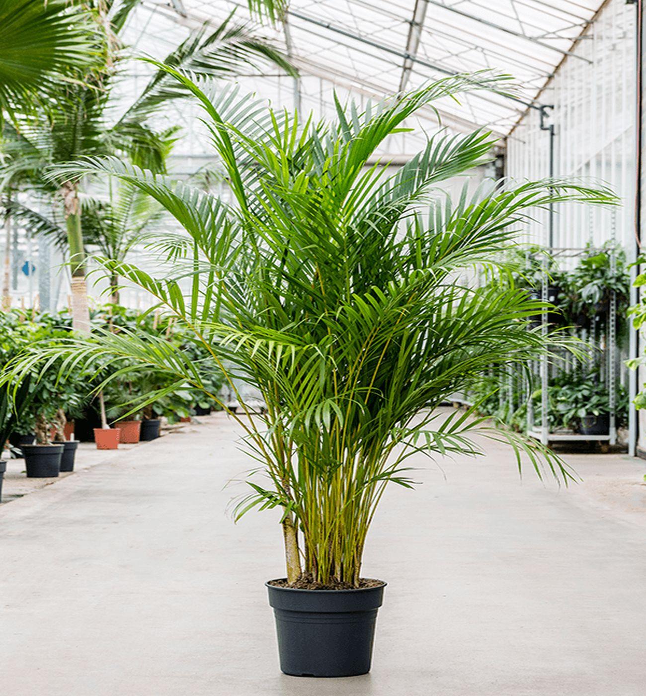 Areka Palmiyesi - Dypsis Lutescens: 150-160 cm XXL Boyutta Çok Sık Köklü Bitki | Hediye ve Dekorasyon İçin