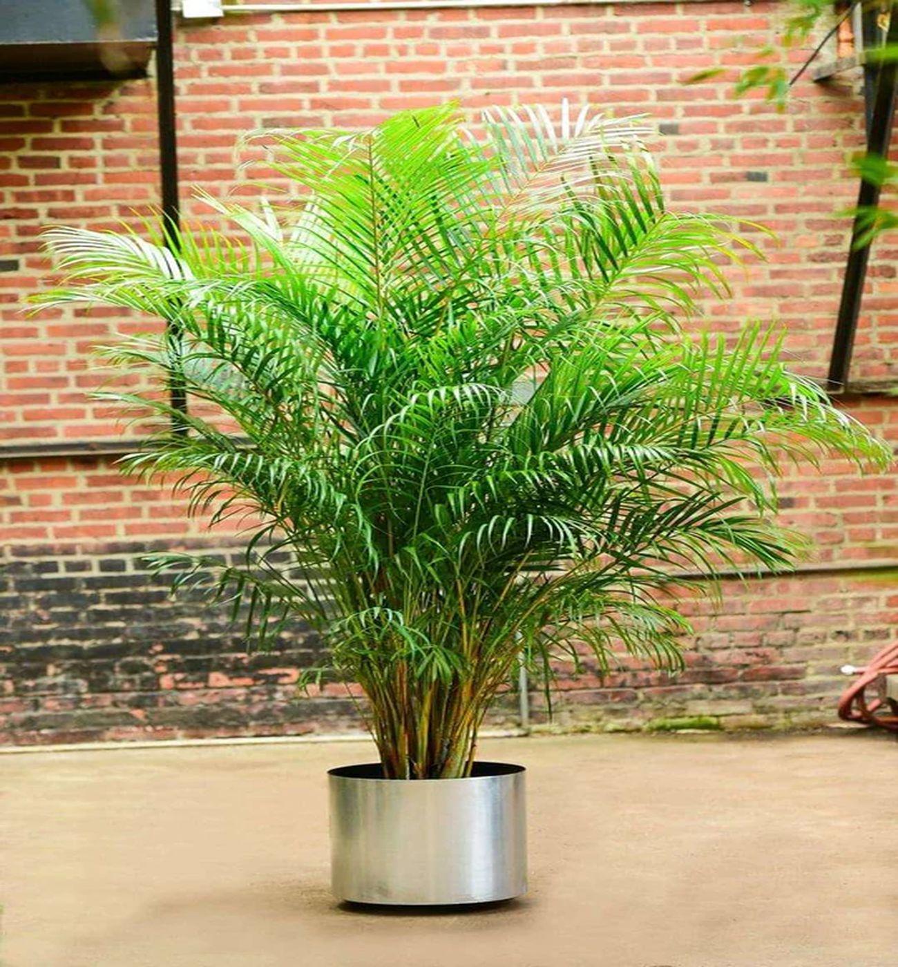 Areka Palmiyesi - Dypsis Lutescens: 150-160 cm XXL Boyutta Çok Sık Köklü Bitki | Hediye ve Dekorasyon İçin