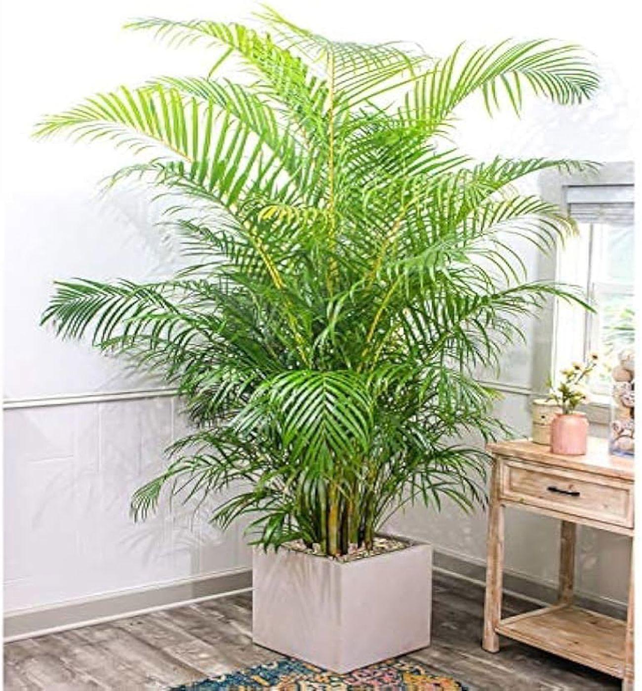 Areka Palmiyesi - Dypsis Lutescens: 150-160 cm XXL Boyutta Çok Sık Köklü Bitki | Hediye ve Dekorasyon İçin