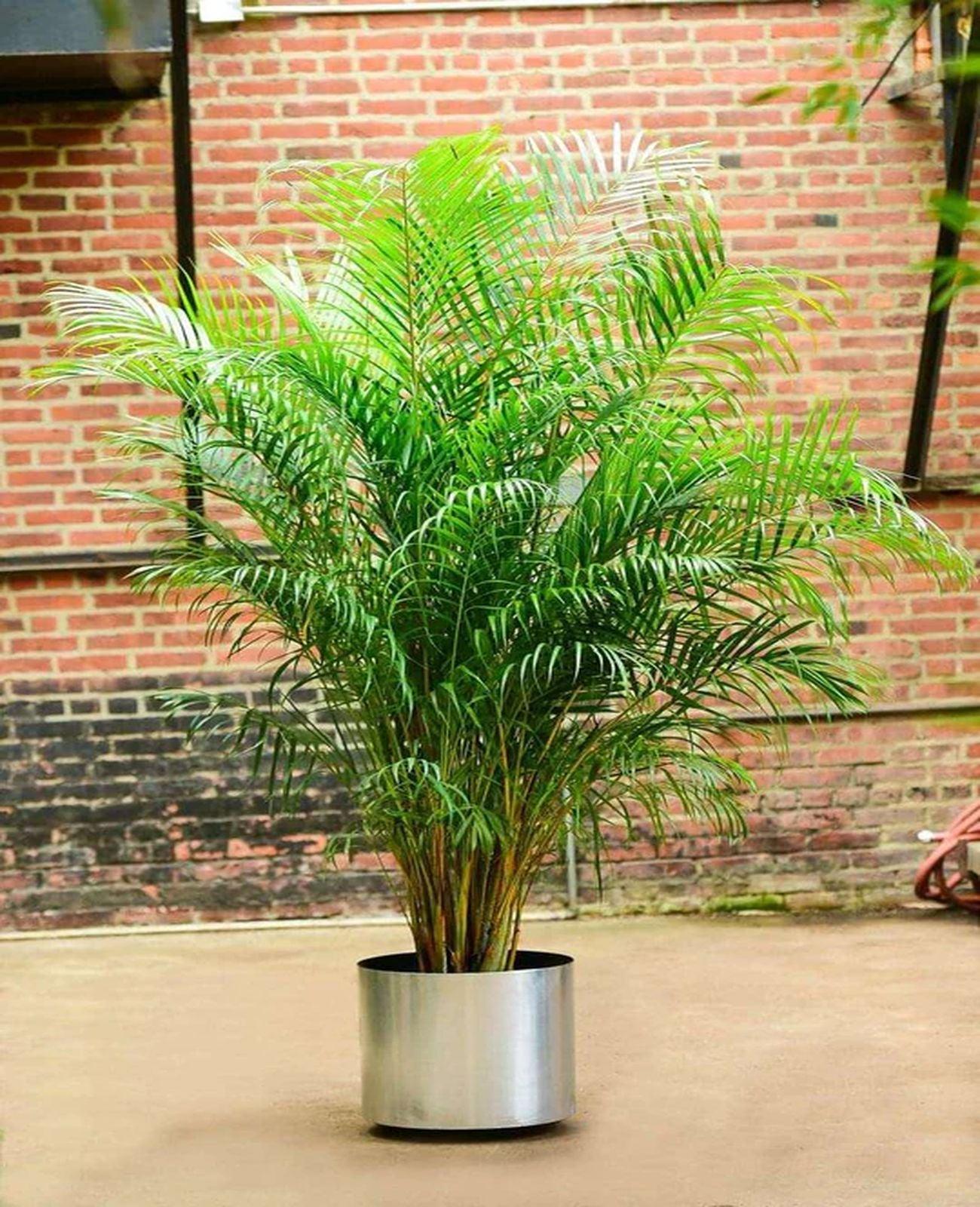 Areka Palmiyesi - Dypsis Lutescens: 150-160 cm XXL Boyutta Çok Sık Köklü Bitki | Hediye ve Dekorasyon İçin