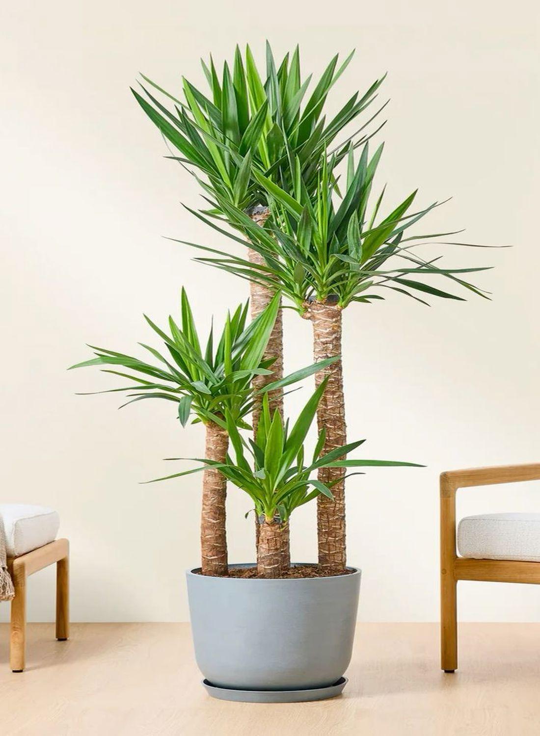 4 Gövdeli Yuka Çiçeği - (Avize Çiçeği - Yucca Elephantipes) 160-170 cm | Tropik Dekorasyon İçin Mükemmel Seçim"