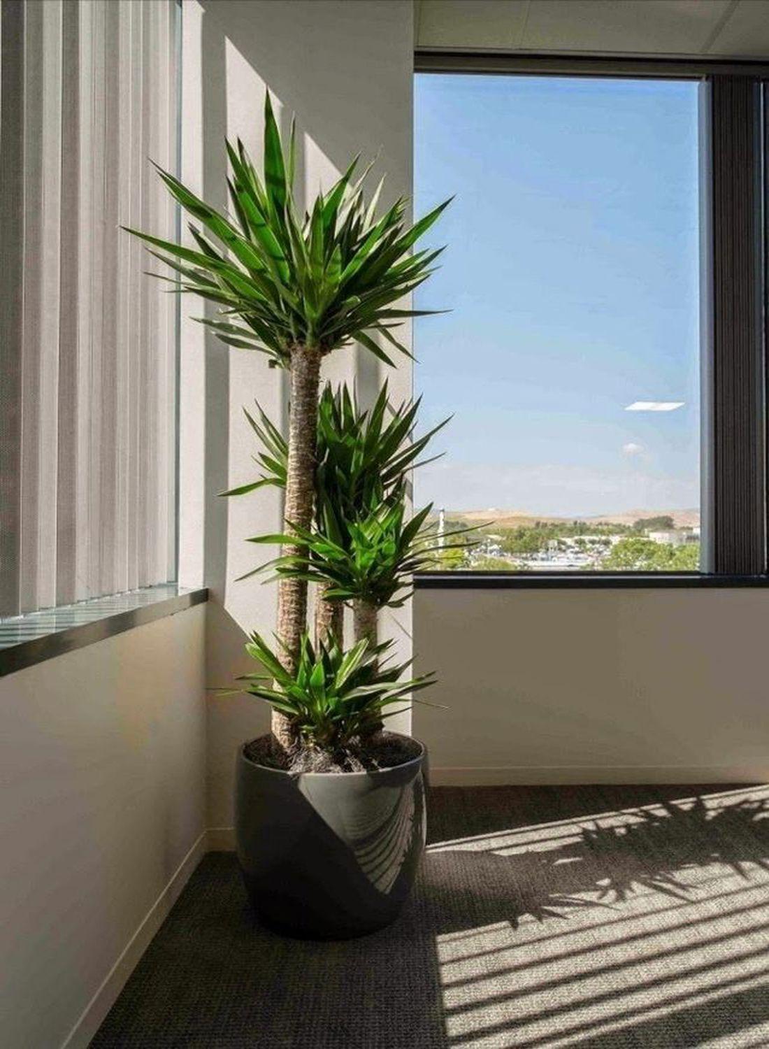 4 Gövdeli Yuka Çiçeği - (Avize Çiçeği - Yucca Elephantipes) 160-170 cm | Tropik Dekorasyon İçin Mükemmel Seçim"