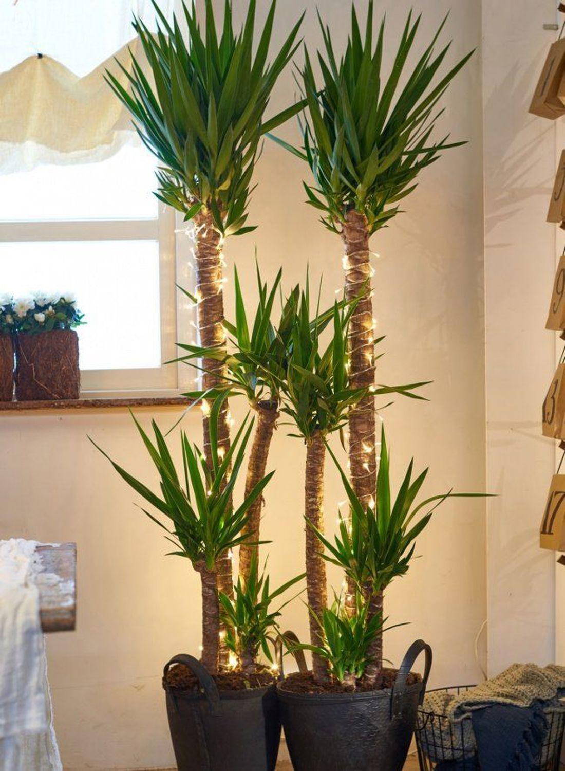 4 Gövdeli Yuka Çiçeği - (Avize Çiçeği - Yucca Elephantipes) 160-170 cm | Tropik Dekorasyon İçin Mükemmel Seçim"