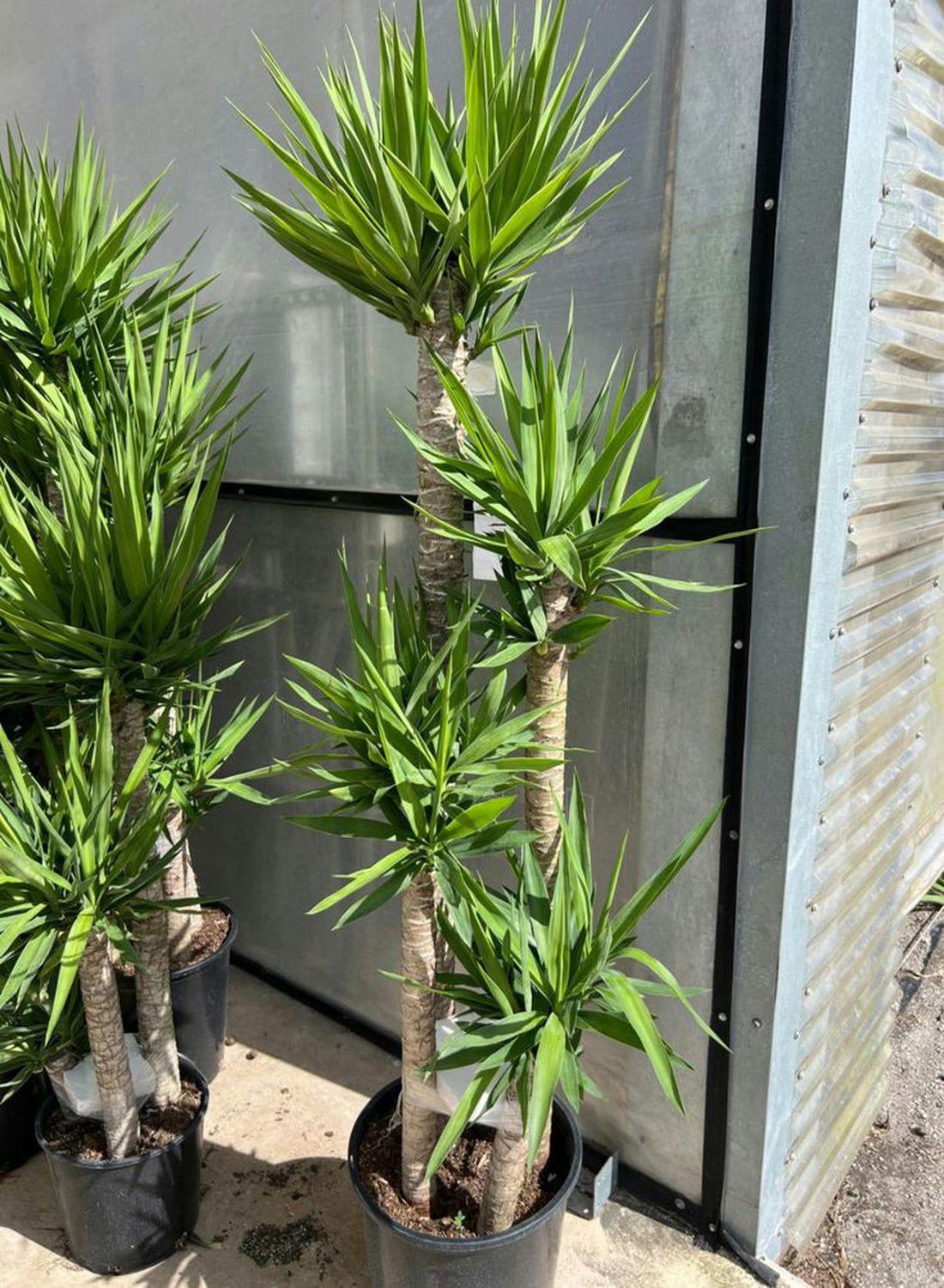 4 Gövdeli Yuka Çiçeği - (Avize Çiçeği - Yucca Elephantipes) 160-170 cm | Tropik Dekorasyon İçin Mükemmel Seçim"