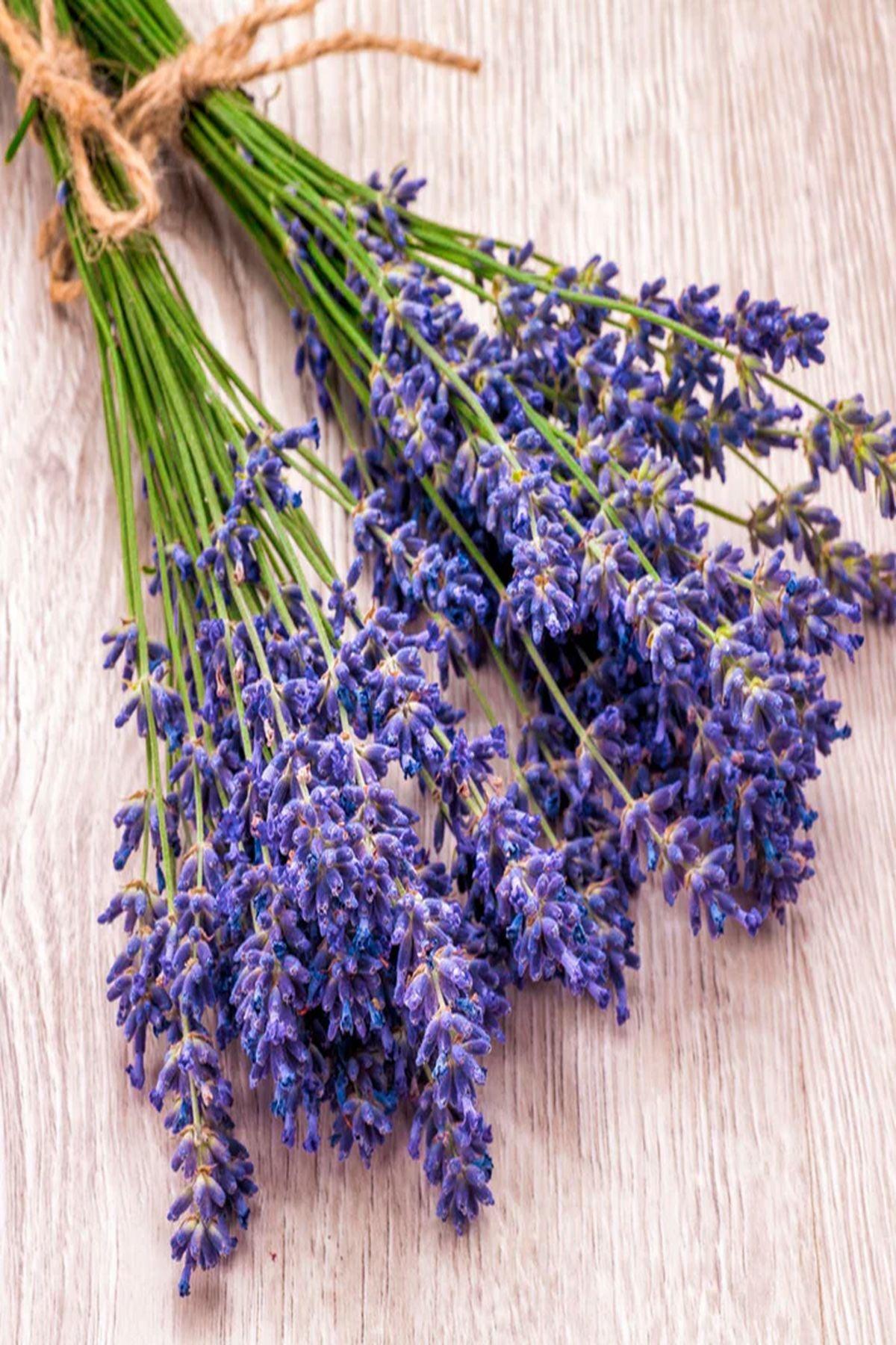 10 Adet Lavanta Hidcote (Bodur Yoğun Kokulu Lavandula Angustifolia (mini saksı 5-10cm) - Hidcote Blue Fidesi