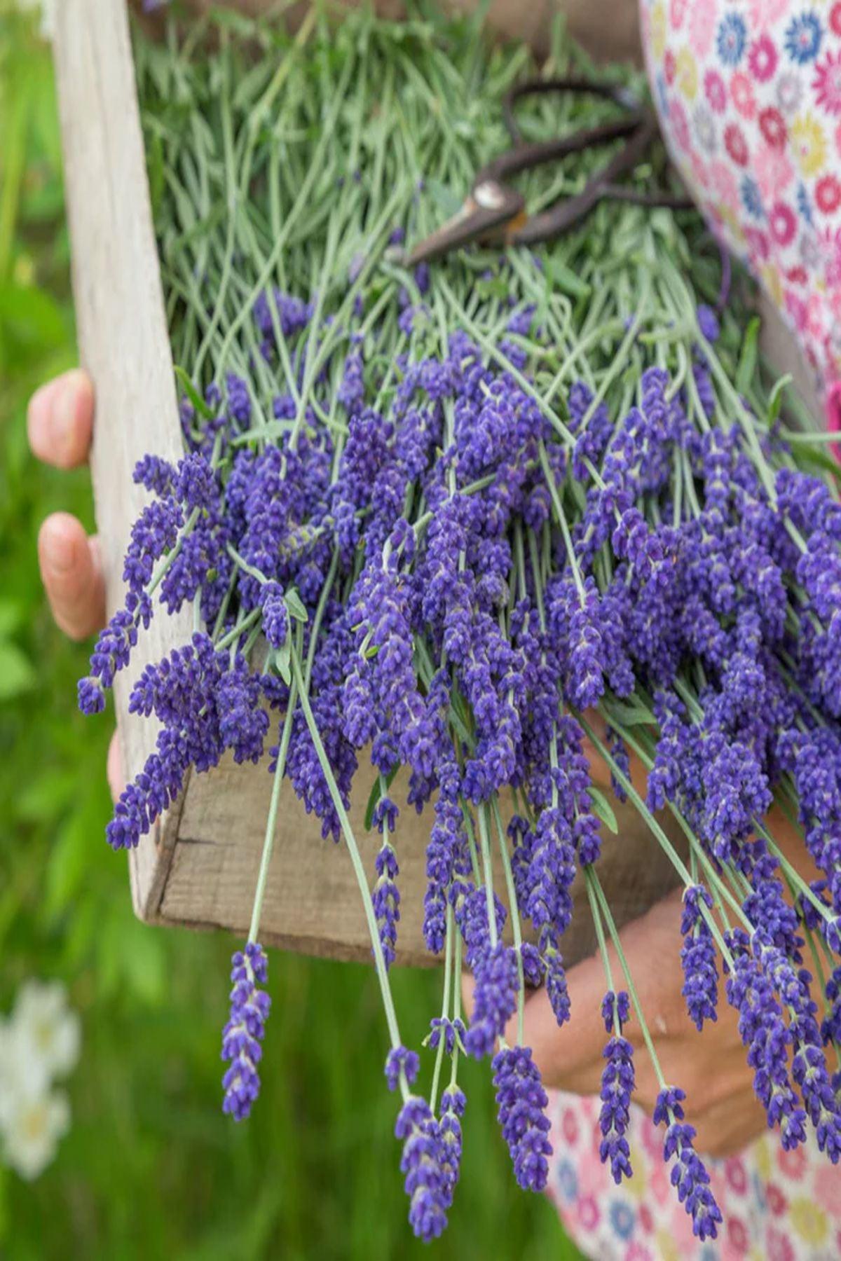 10 Adet Lavanta Hidcote (Bodur Yoğun Kokulu Lavandula Angustifolia (mini saksı 5-10cm) - Hidcote Blue Fidesi