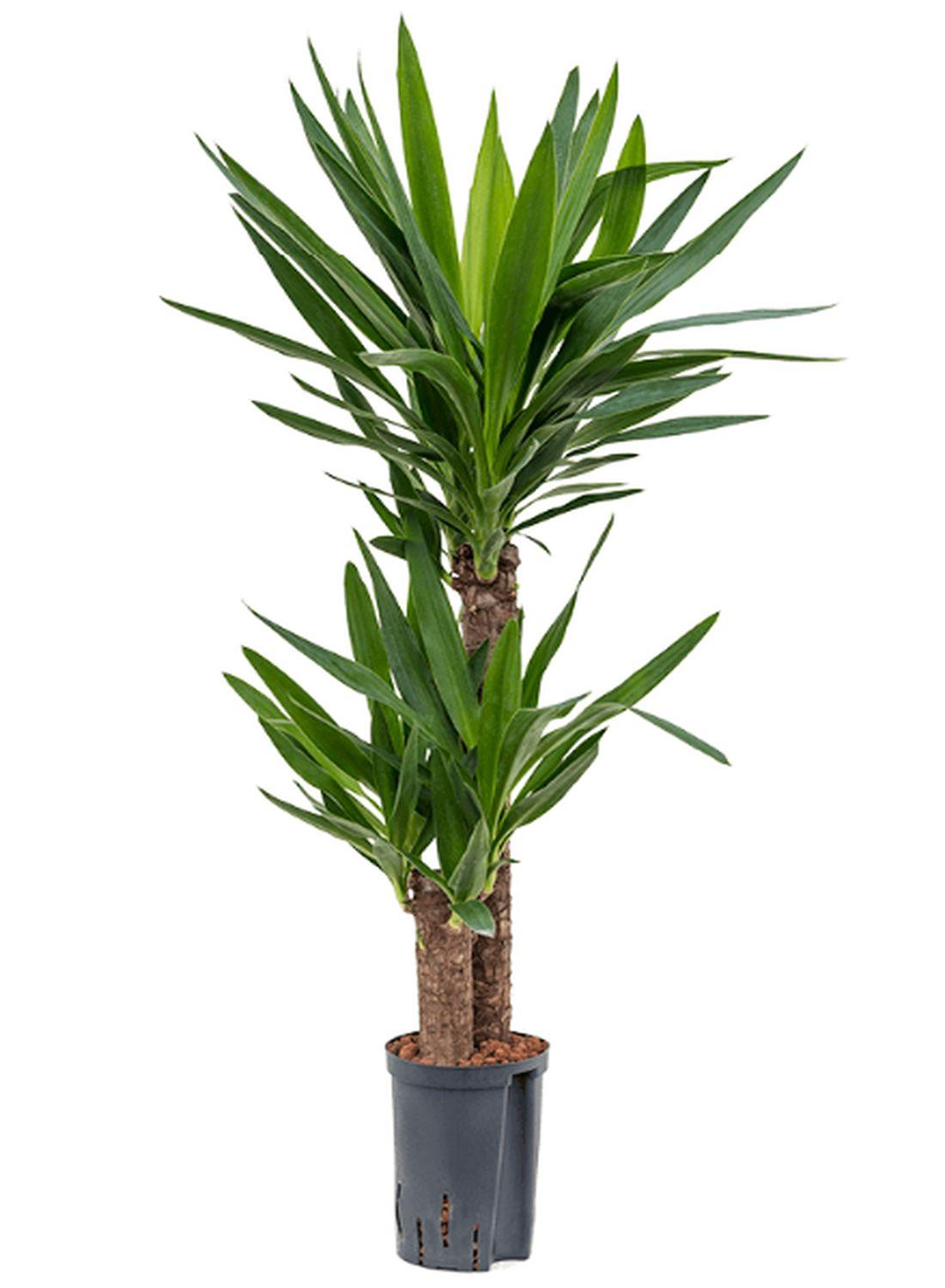 130-150 cm 2 Gövdeli Yuka Çiçeği - Yucca Elephantipes Avize Çiçeği İç Mekan Dekorasyonu İçin Şık Seçenek