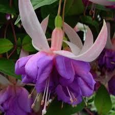 10 Adet "Royal Mosaic Küpe Çiçeği Fidesi - Fuchsia X Hybrida - Mini Saksı 5-10 cm"