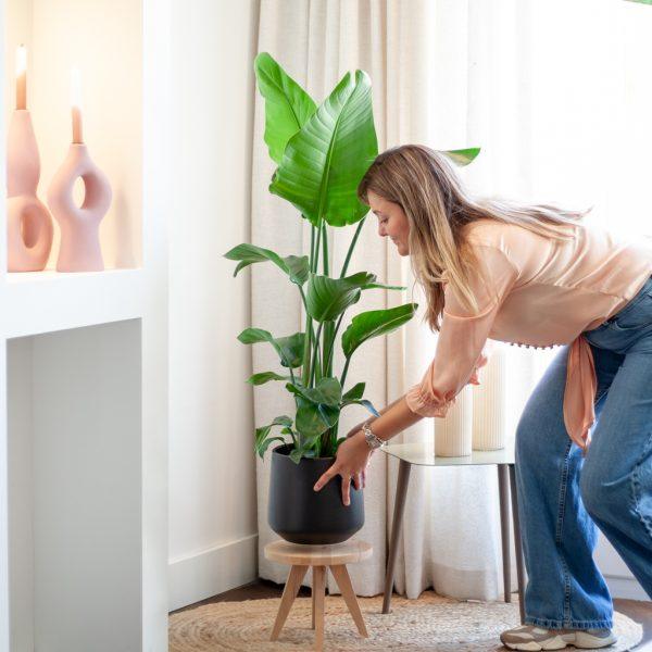 "Starliçe - 3 Köklü (Cennet Kuşu Çiçeği - Strelitzia Nicolai) 80-100 cm | Tropik Dekorasyon İçin Mükemmel Seçim