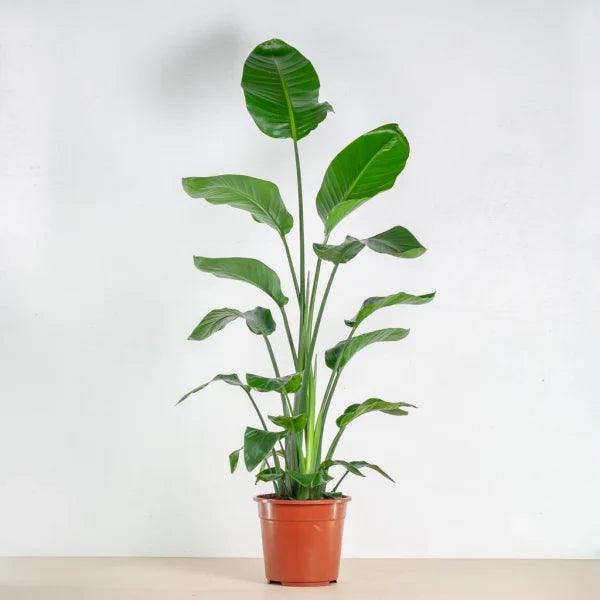 "Starliçe - 3 Köklü (Cennet Kuşu Çiçeği - Strelitzia Nicolai) 80-100 cm | Tropik Dekorasyon İçin Mükemmel Seçim