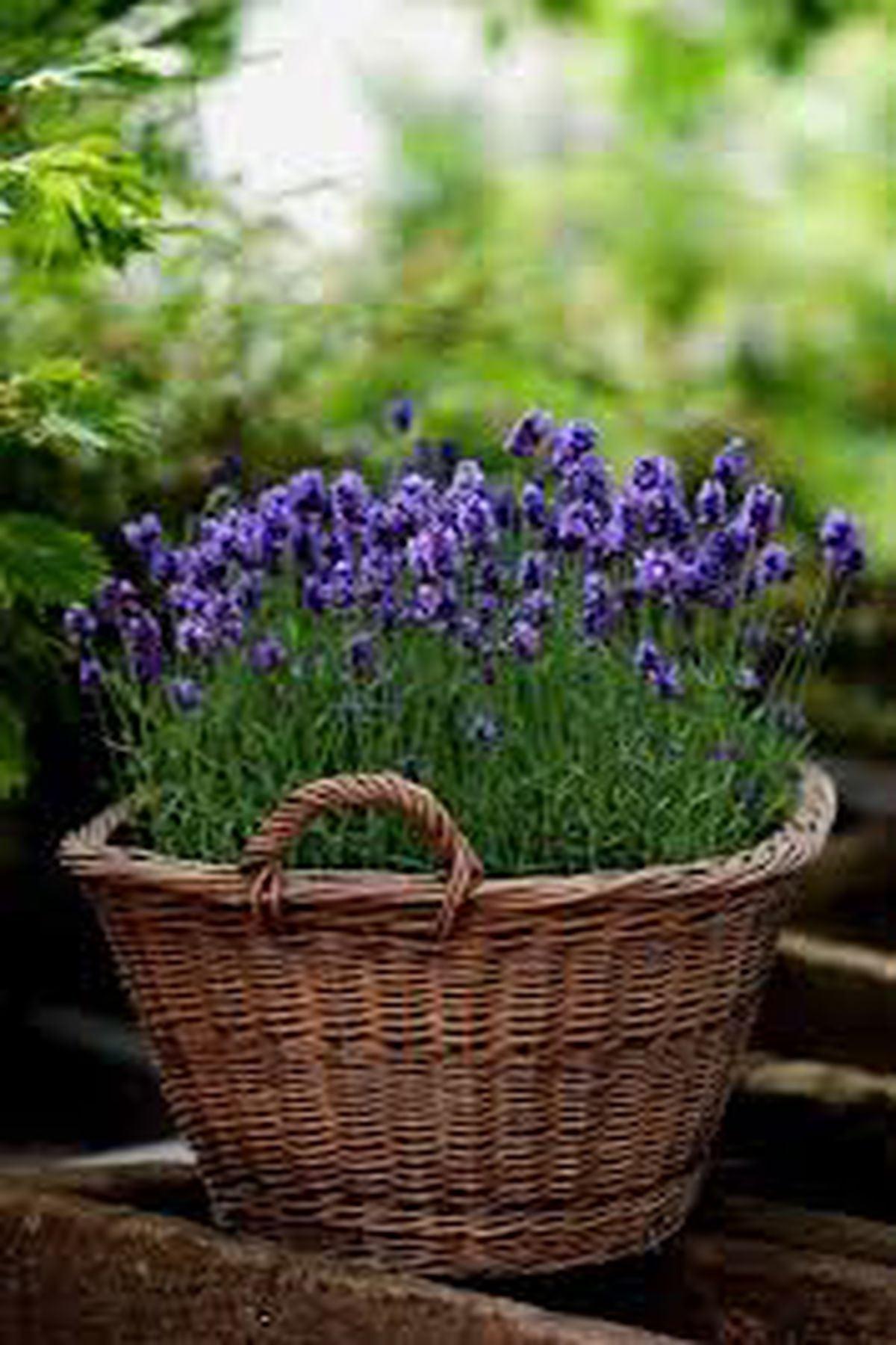 10 Adet Bodur Munstead Lavanta Fidesi (mini saksı 5-10cm) - Kokulu Mavi Çiçekli Lavandula Angustifolia