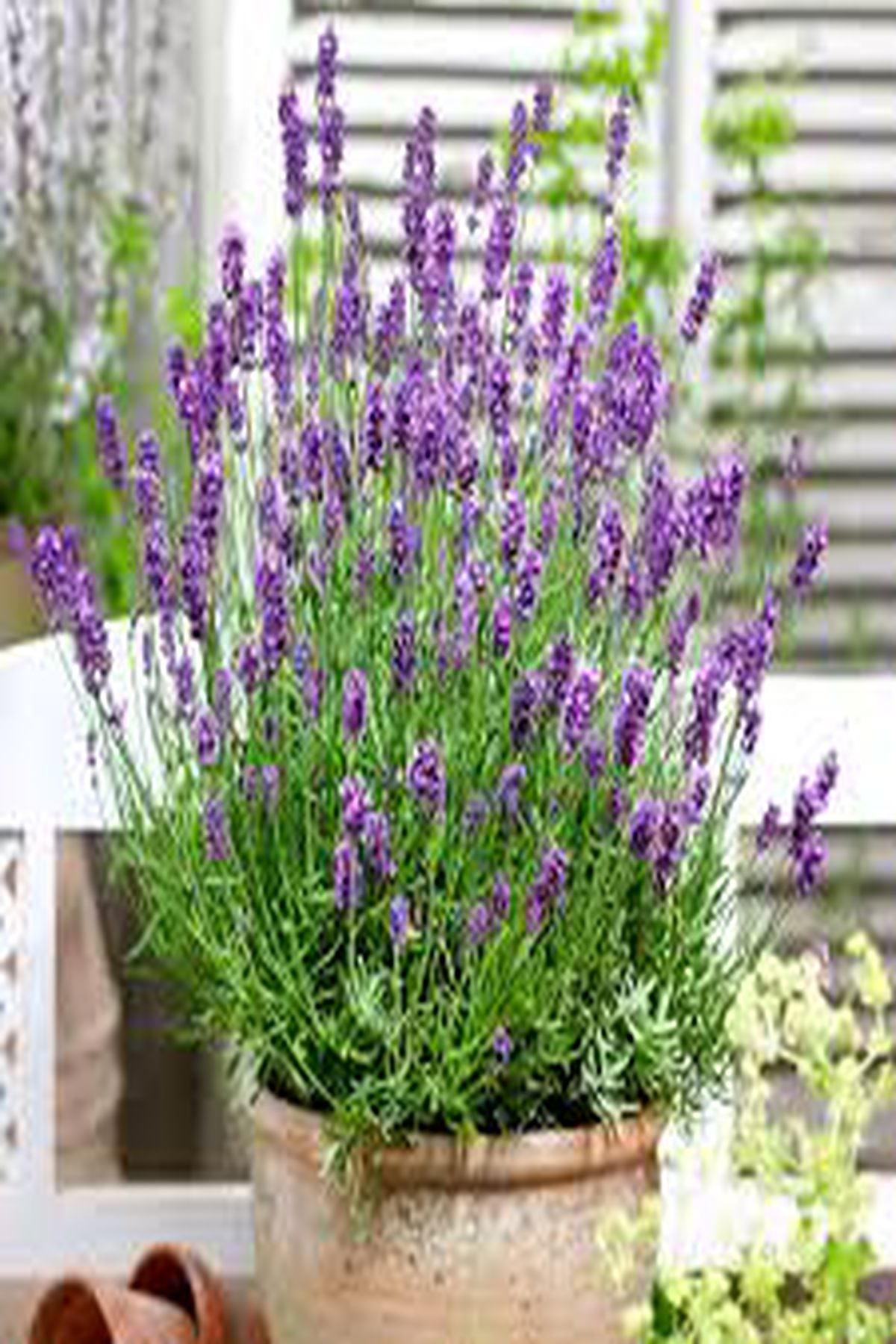 10 Adet Bodur Munstead Lavanta Fidesi (mini saksı 5-10cm) - Kokulu Mavi Çiçekli Lavandula Angustifolia