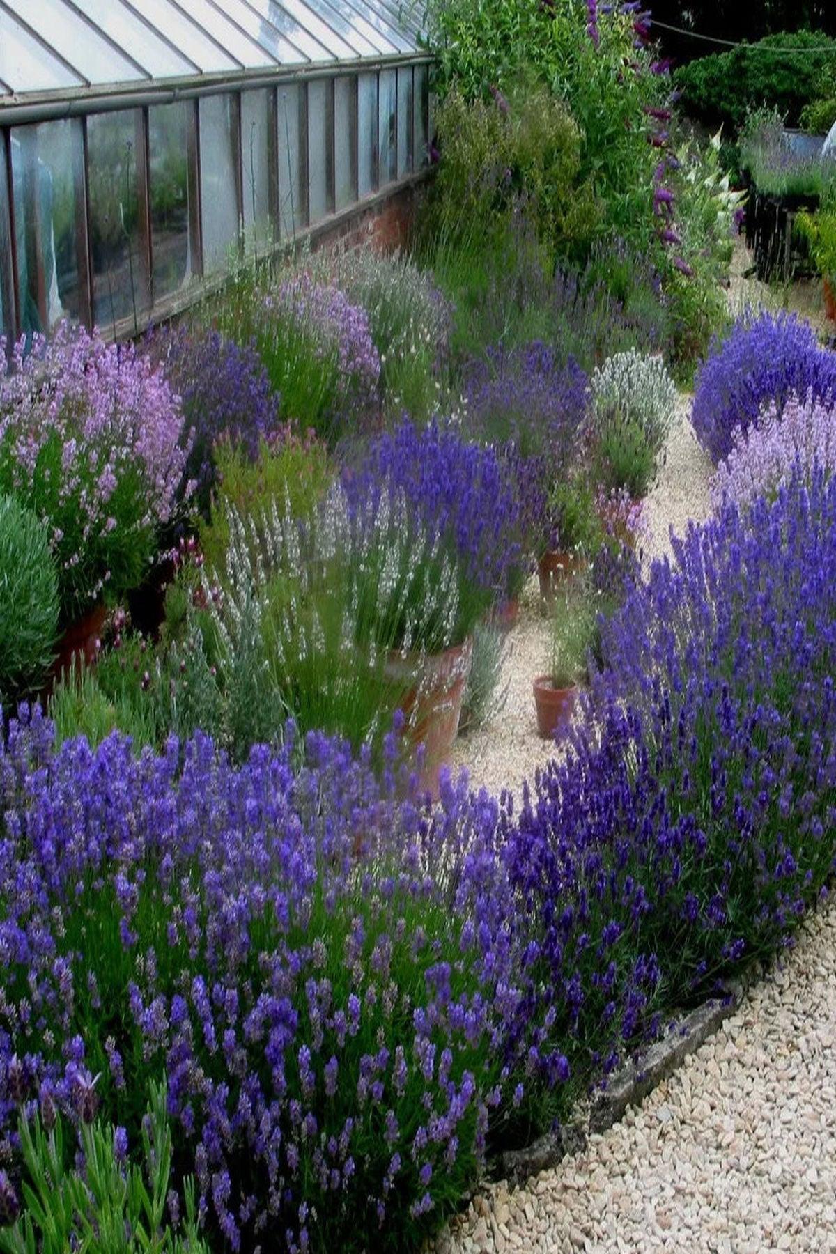 10 Adet Bodur Munstead Lavanta Fidesi (mini saksı 5-10cm) - Kokulu Mavi Çiçekli Lavandula Angustifolia