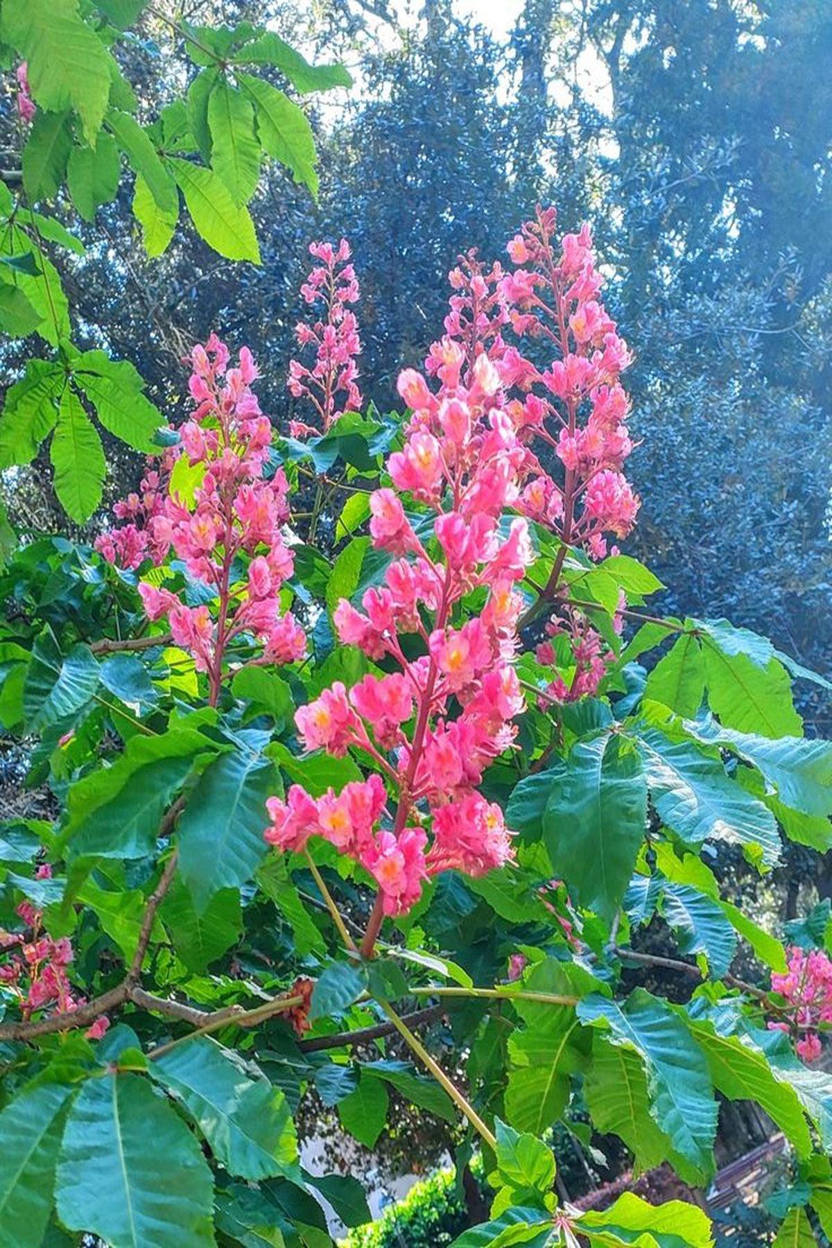 Kırmızı Çiçekli At Kestanesi Fidanı (Aesculus carnea) 120-150cm – ModaBotanik’te Özel Fırsatlar!