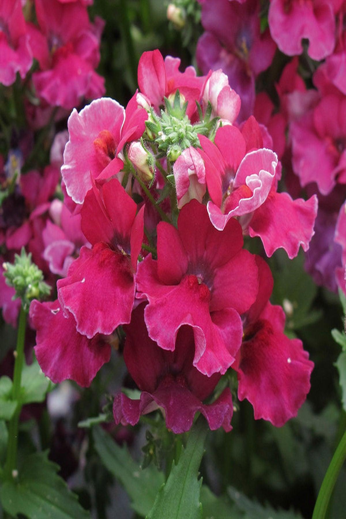 10 Adet "Nemesia Lyric Cherry Fidesi: Bahçenizi Kiraz Kırmızısı Tonlarıyla Renklendirin!"