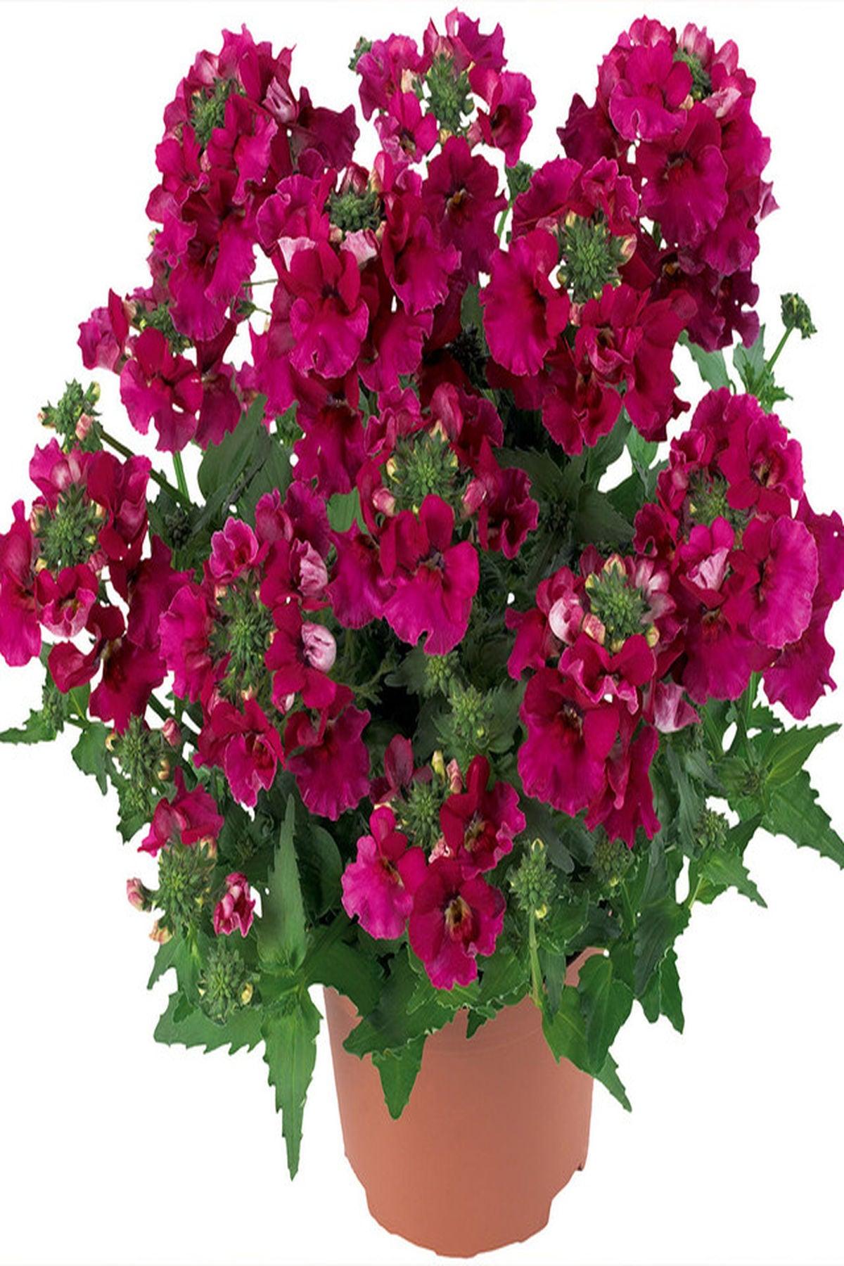 10 Adet "Nemesia Lyric Cherry Fidesi: Bahçenizi Kiraz Kırmızısı Tonlarıyla Renklendirin!"